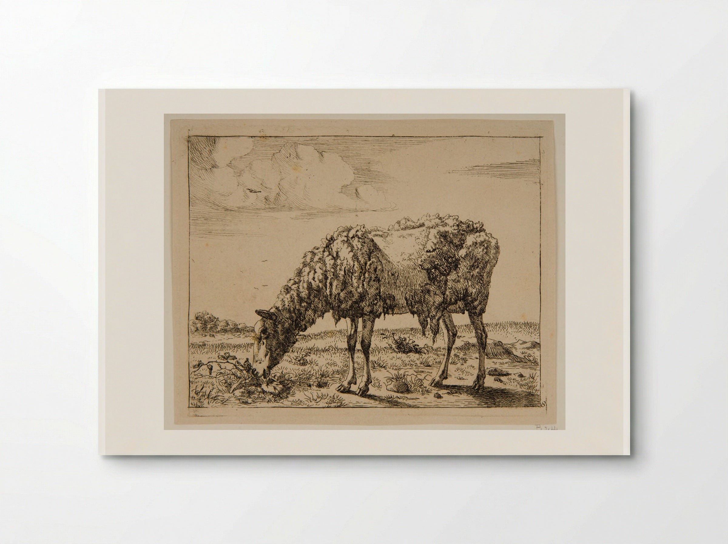 Sheep Partly Sheared - Marcus de Bye - Poster