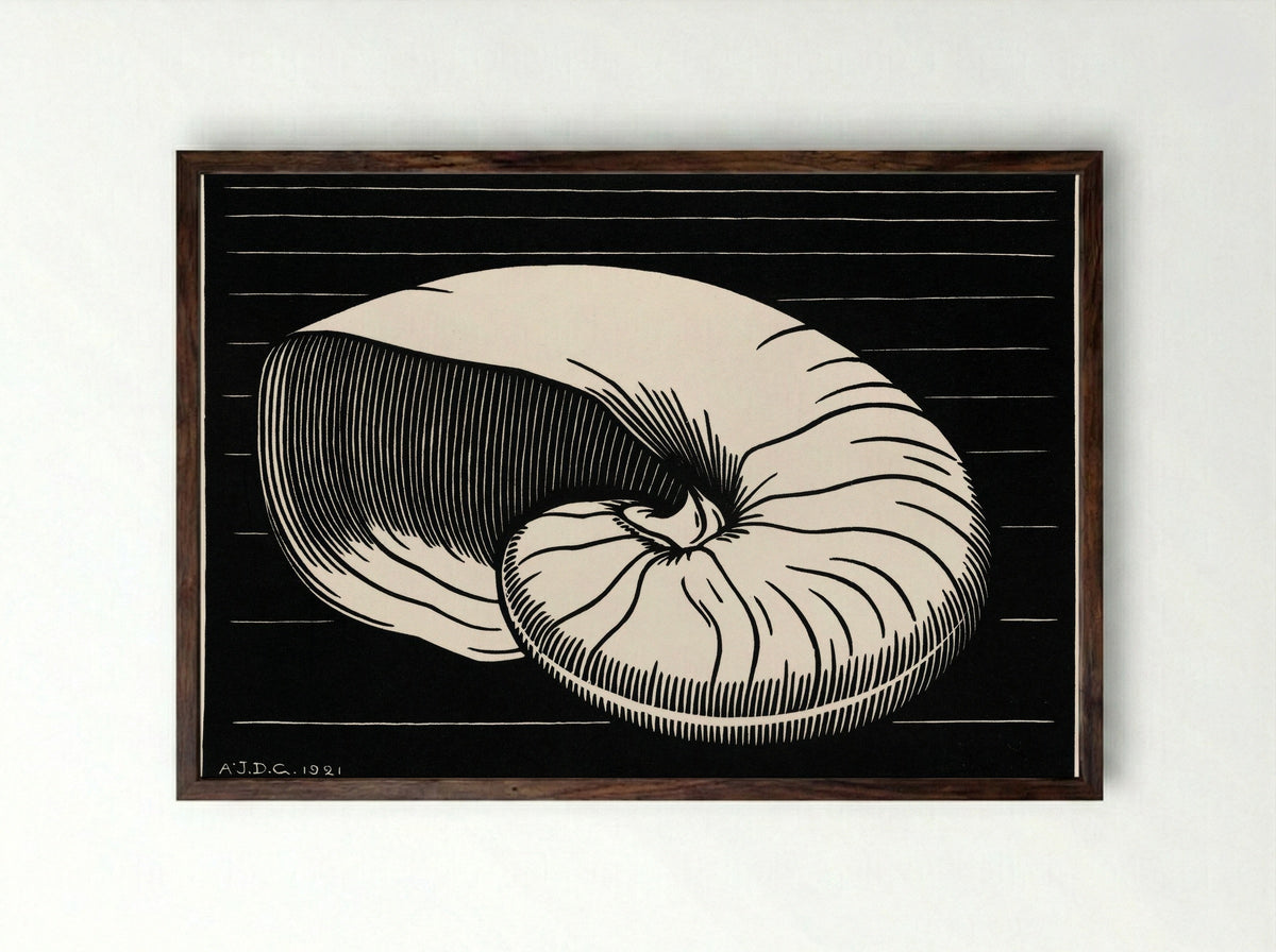 Shell - Julie de Graag - Framed Print Dark Wood