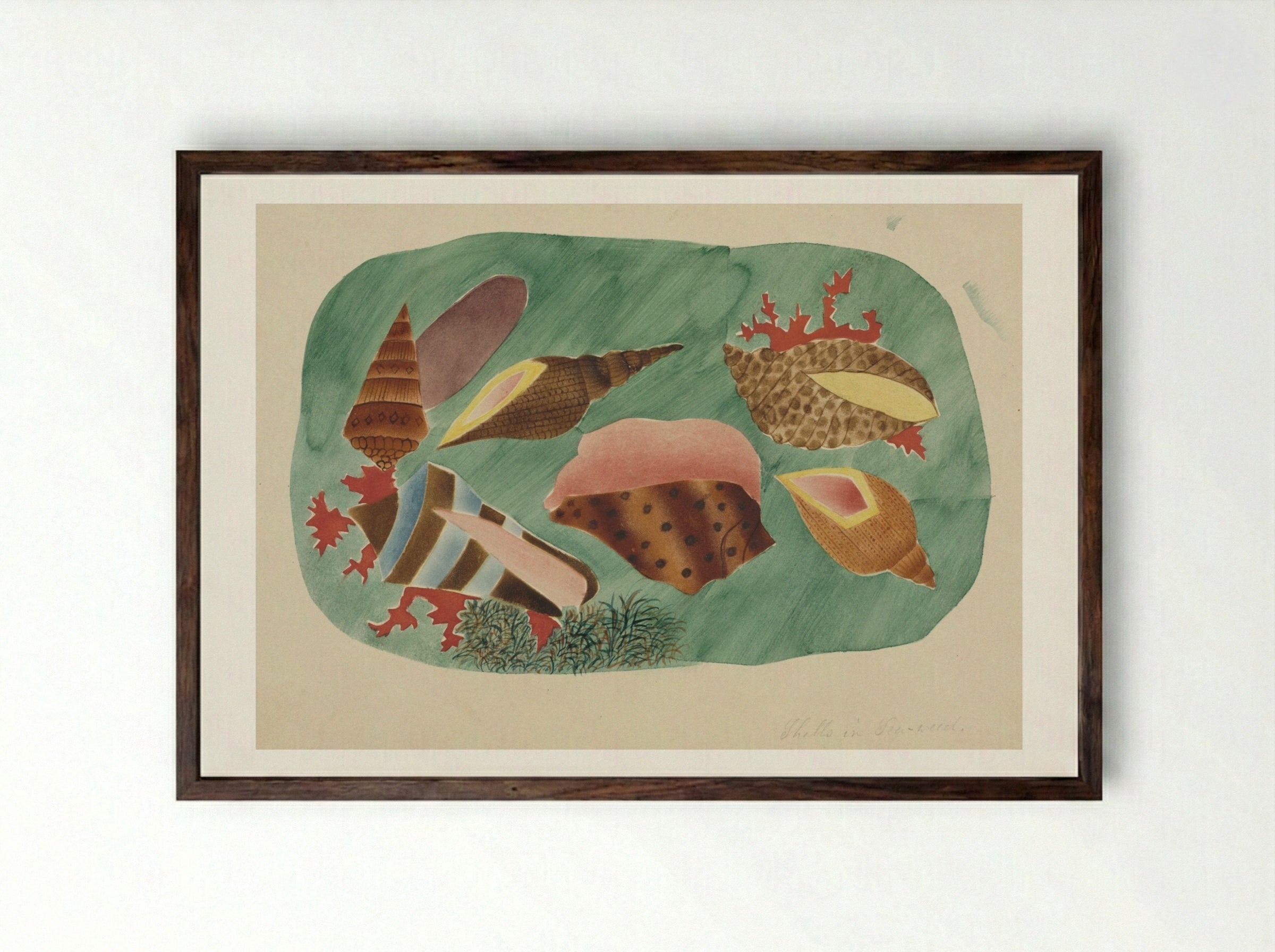 Shells in Seaweed - Mary Altha Nims - Framed Print Dark Wood