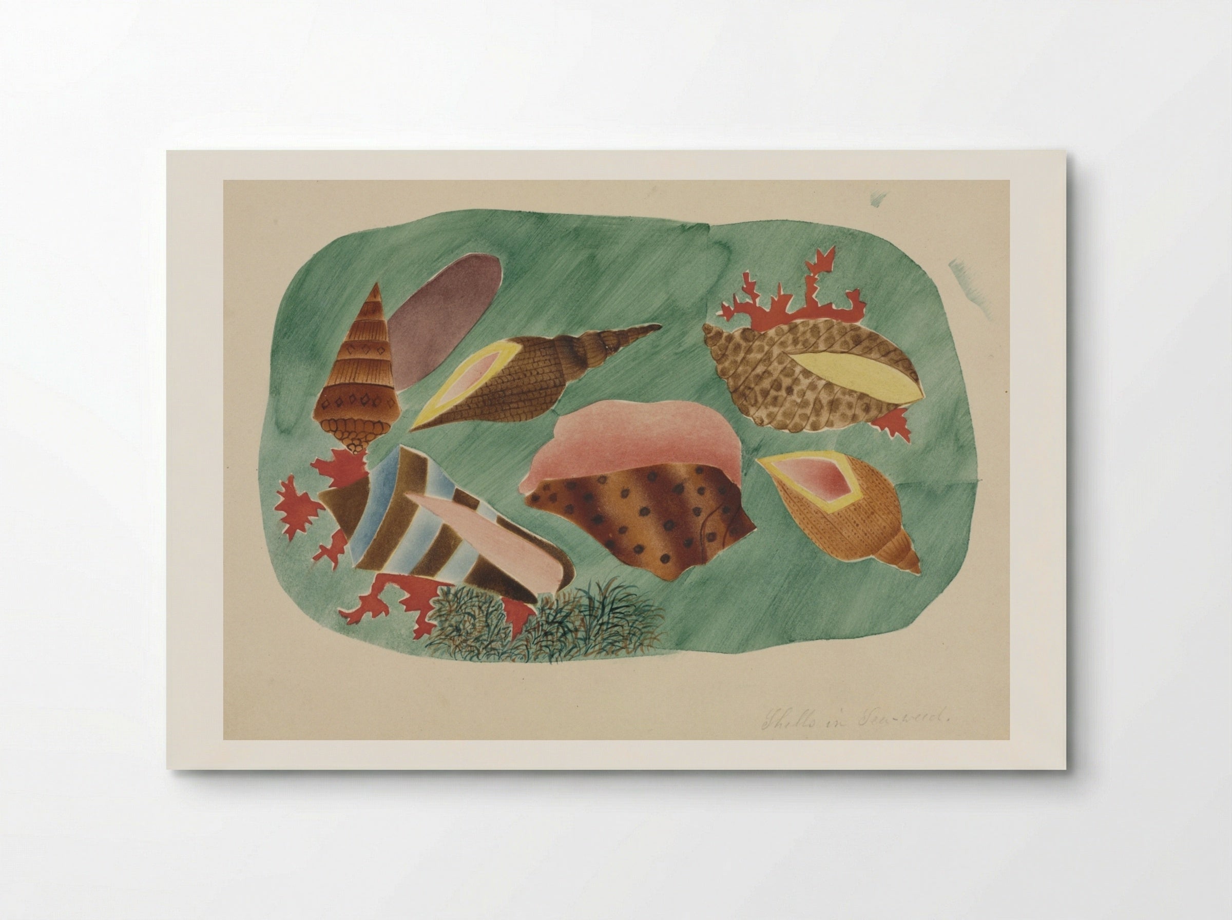 Shells in Seaweed - Mary Altha Nims - Poster