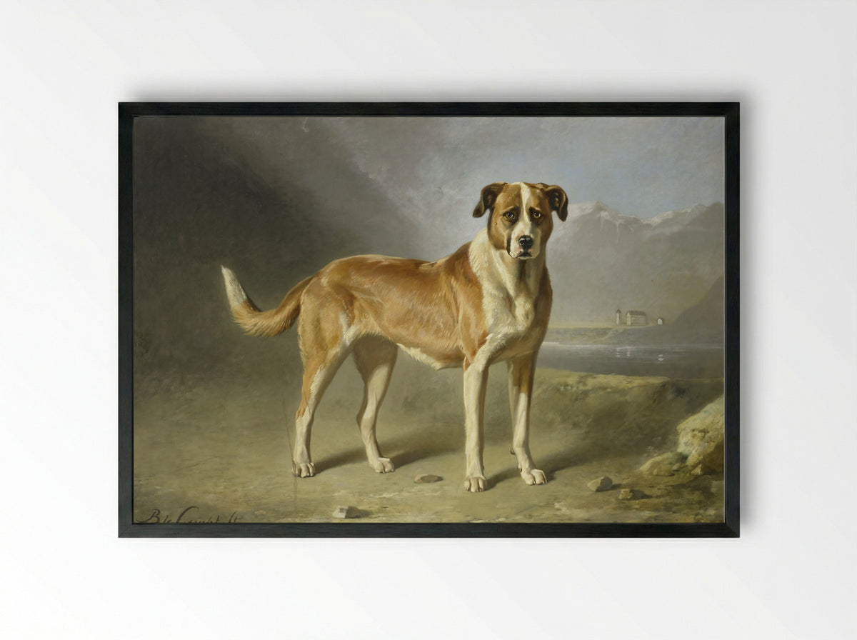 Sint Bernardshond - Bernard te Gempt - Framed Print Black