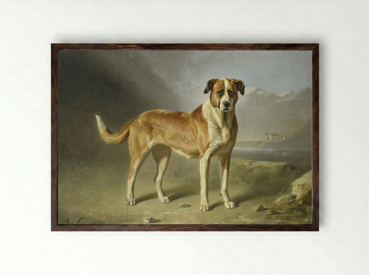 Sint Bernardshond - Bernard te Gempt - Framed Print Dark Wood