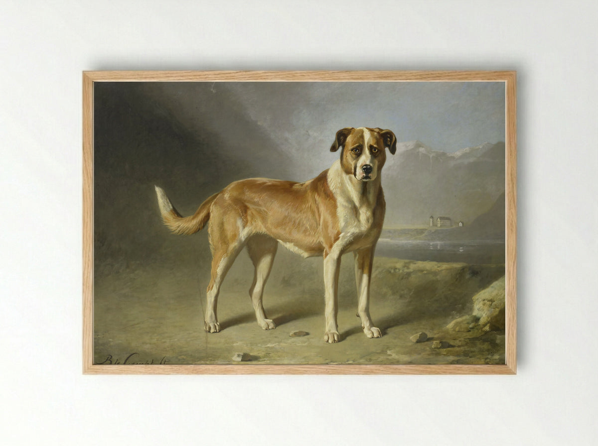 Sint Bernardshond - Bernard te Gempt - Framed Print Wood