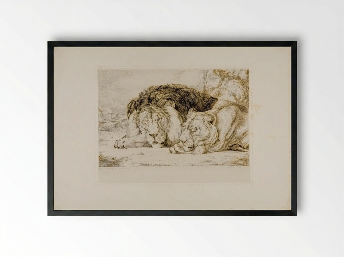 Sleeping Lion and Lioness - John Frederick Lewis - Framed Print Black