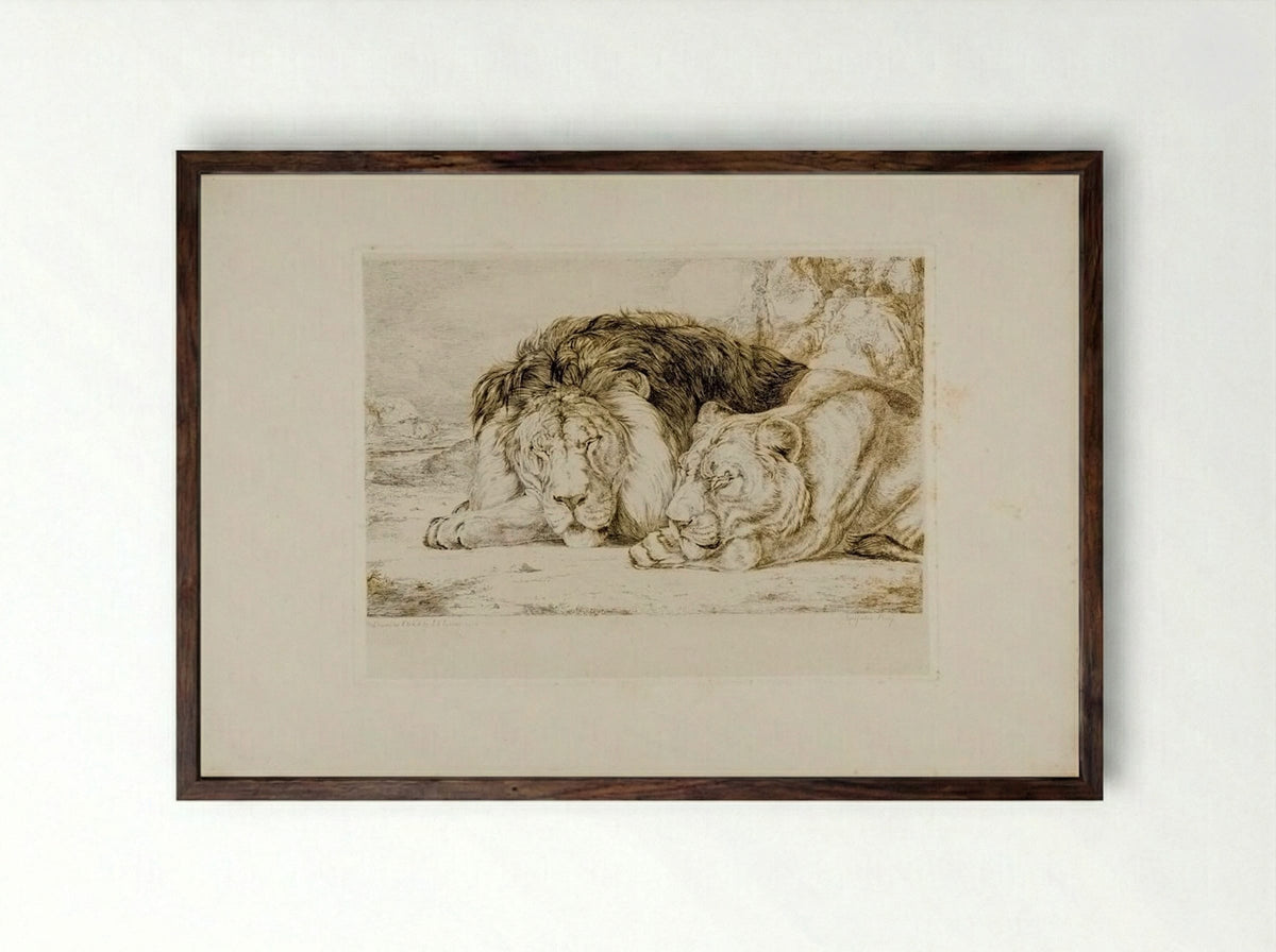 Sleeping Lion and Lioness - John Frederick Lewis - Framed Print Dark Wood