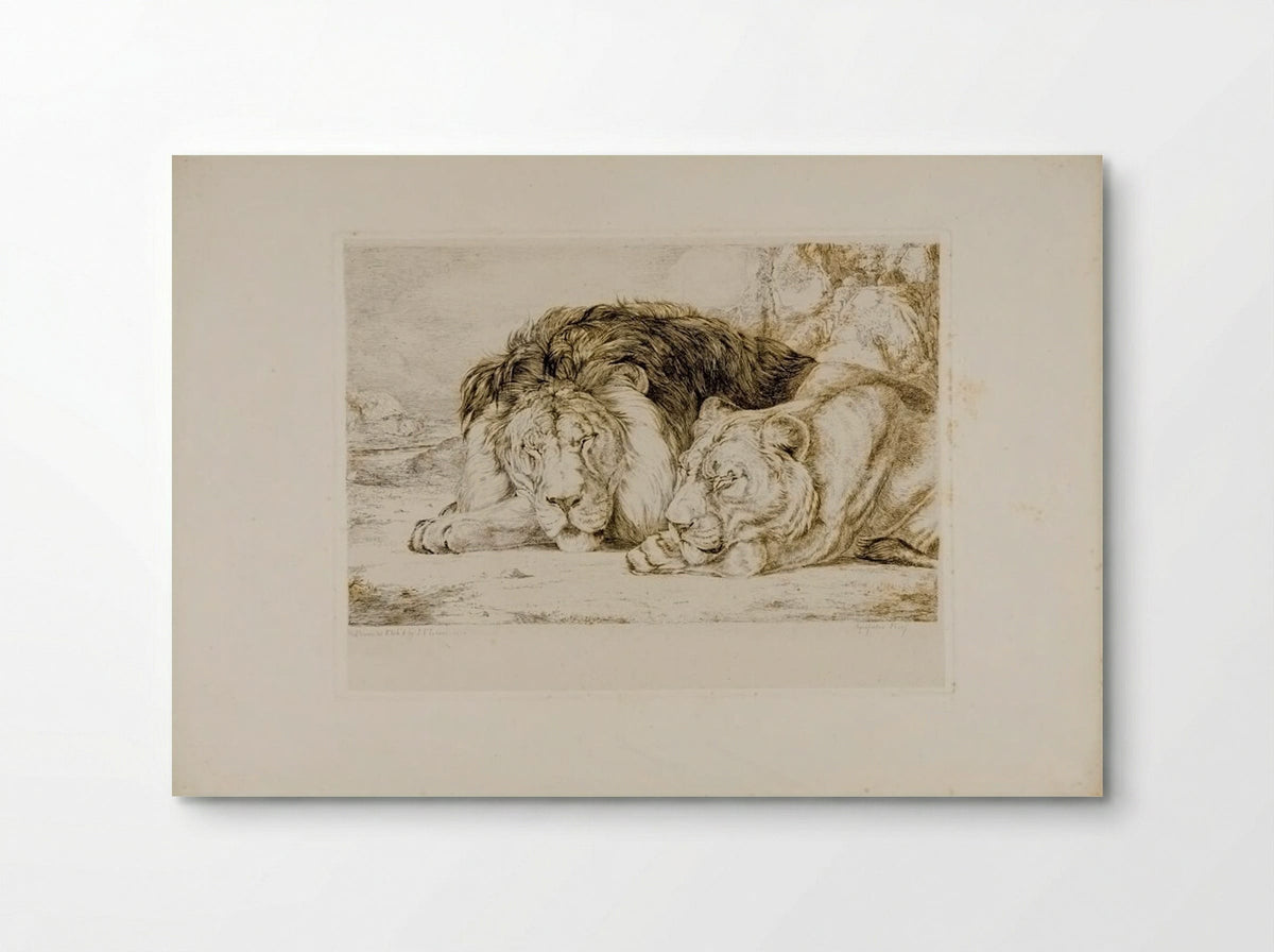 Sleeping Lion and Lioness - John Frederick Lewis - Poster