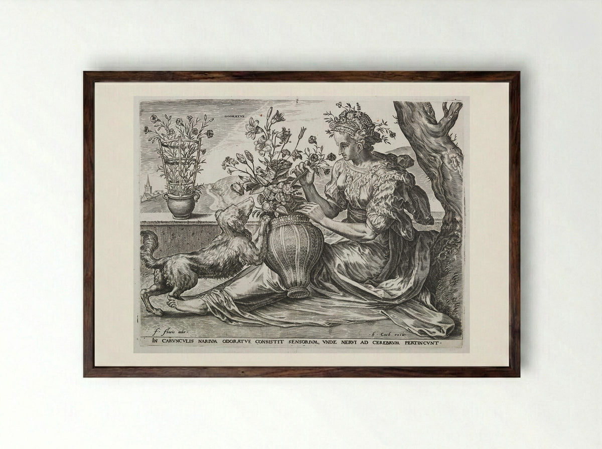 Smell (from The Five Senses) - Cornelis Cort - Framed Print Dark Wood
