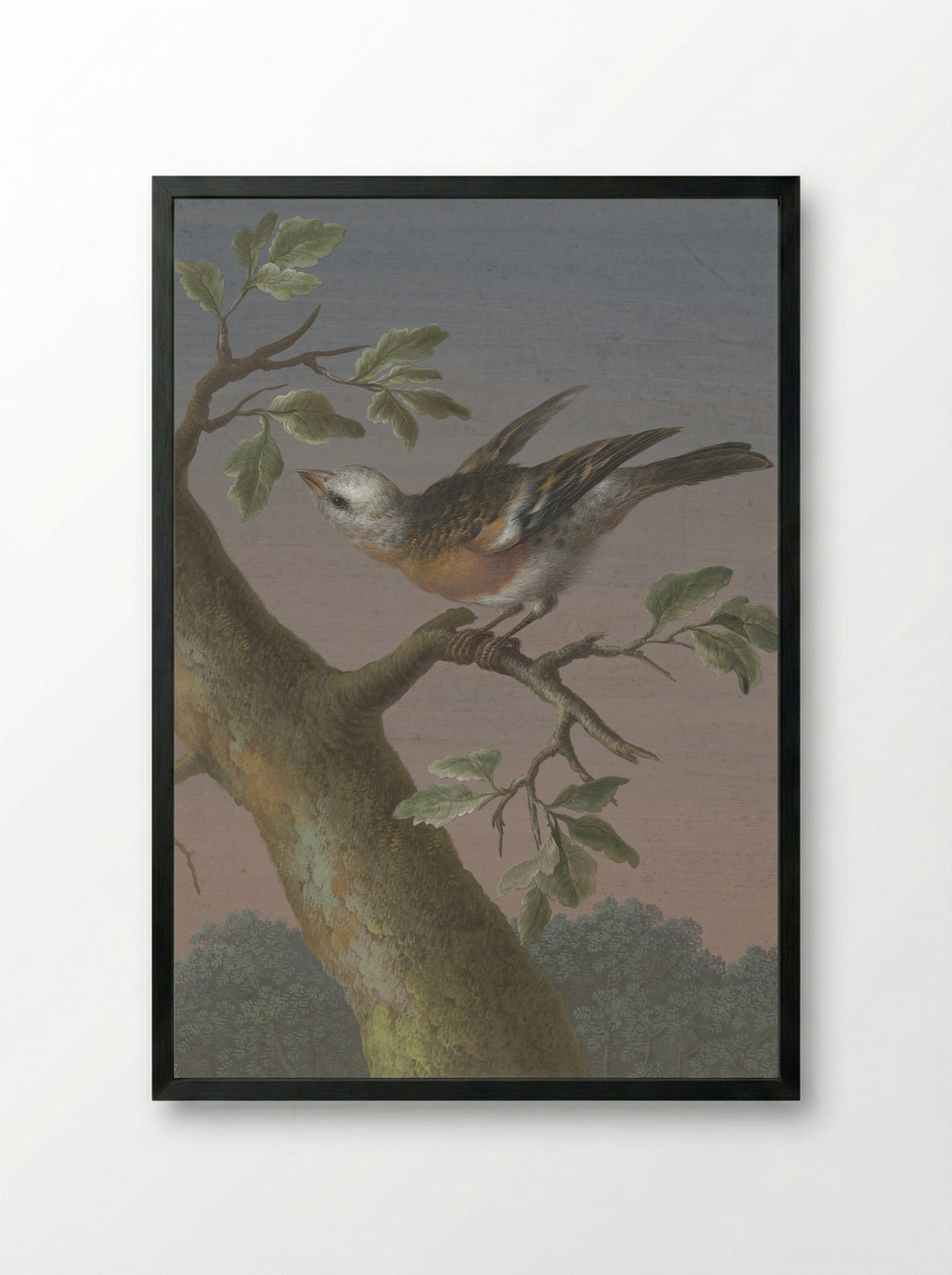Sneeuwgors (Snow Bunting) - Barbara Regina Dietzsch - Framed Print Black