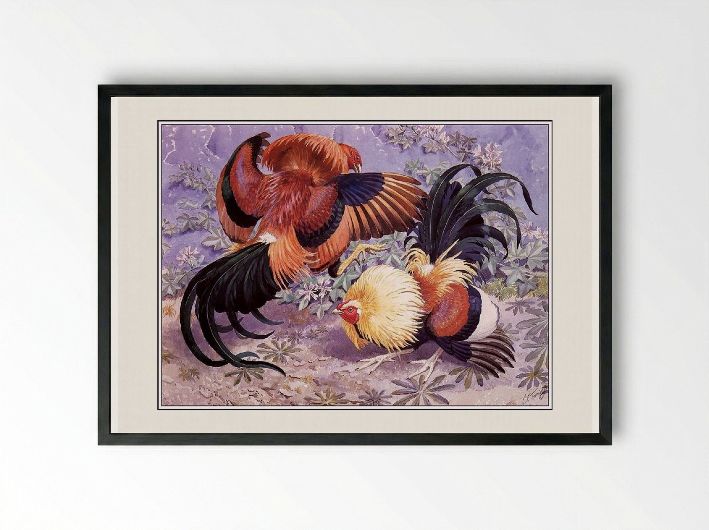 Sparring Cockerels - Charles Tunnicliffe - Framed Print Black
