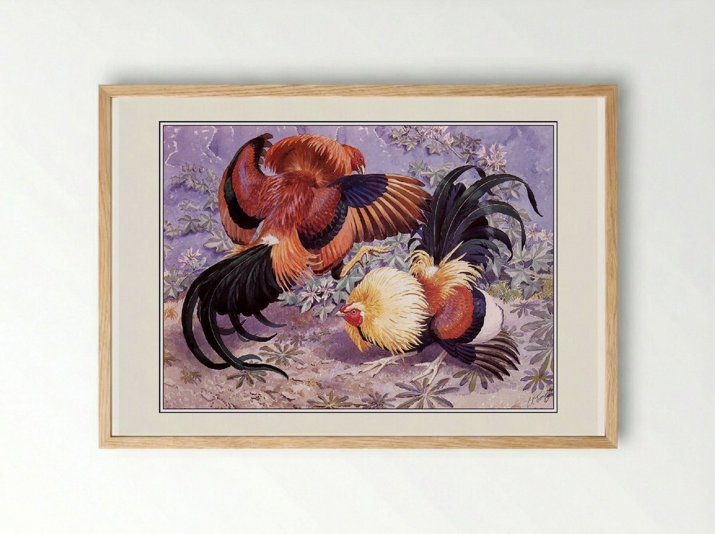 Sparring Cockerels - Charles Tunnicliffe - Framed Print Wood