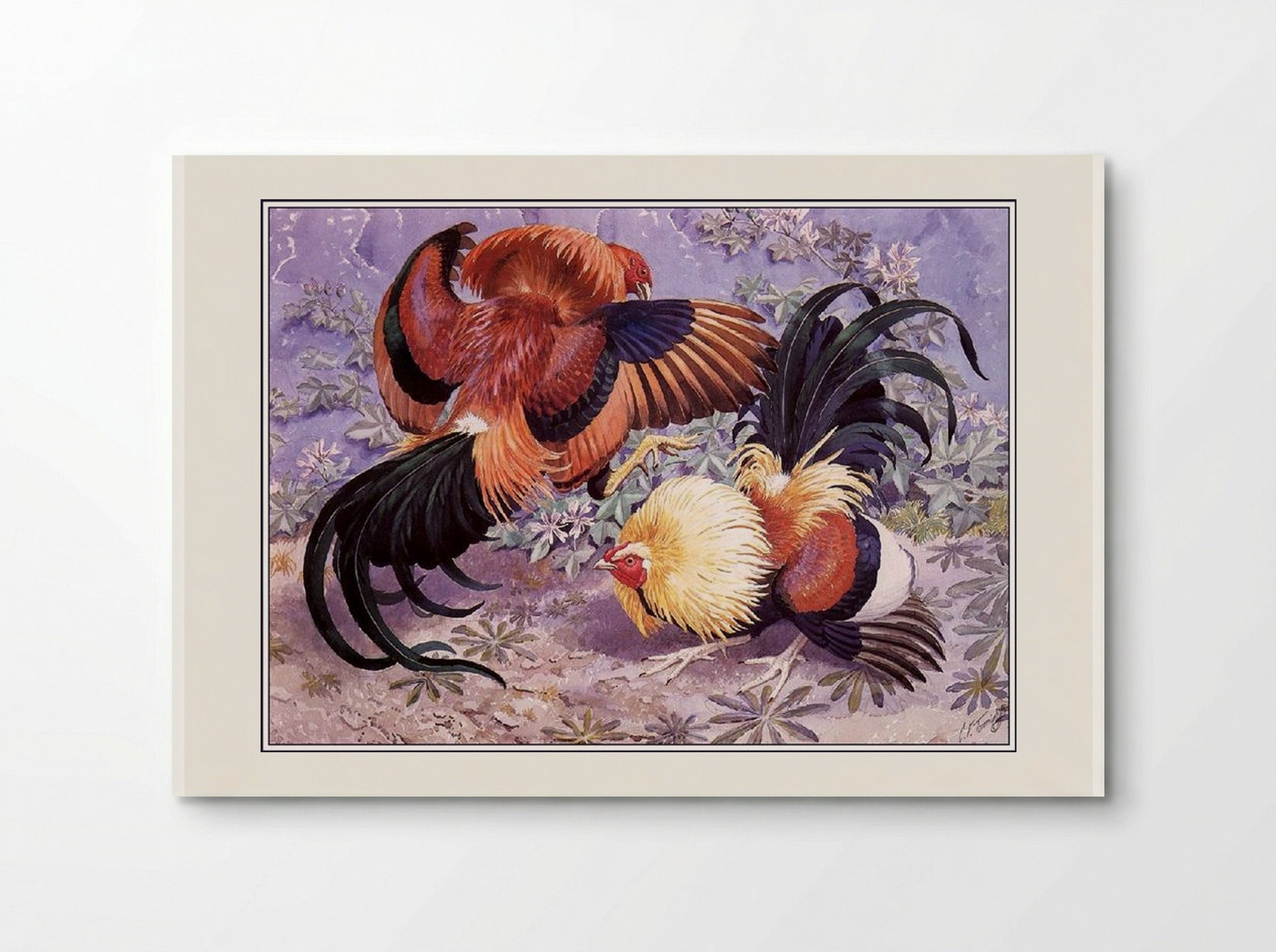 Sparring Cockerels - Charles Tunnicliffe - Poster