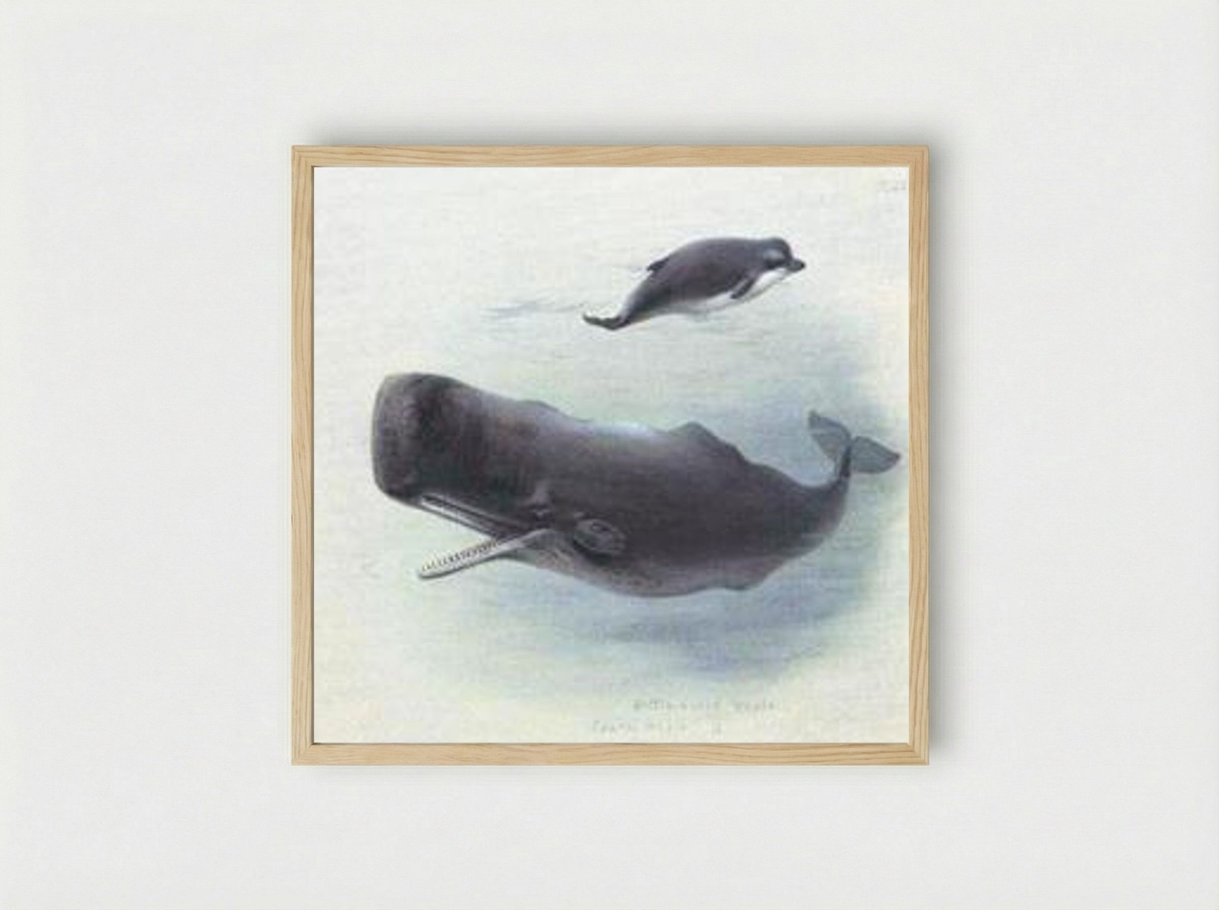 Sperm Whale and Bottlenose Whale - Archibald Thorburn - Framed Print Wood
