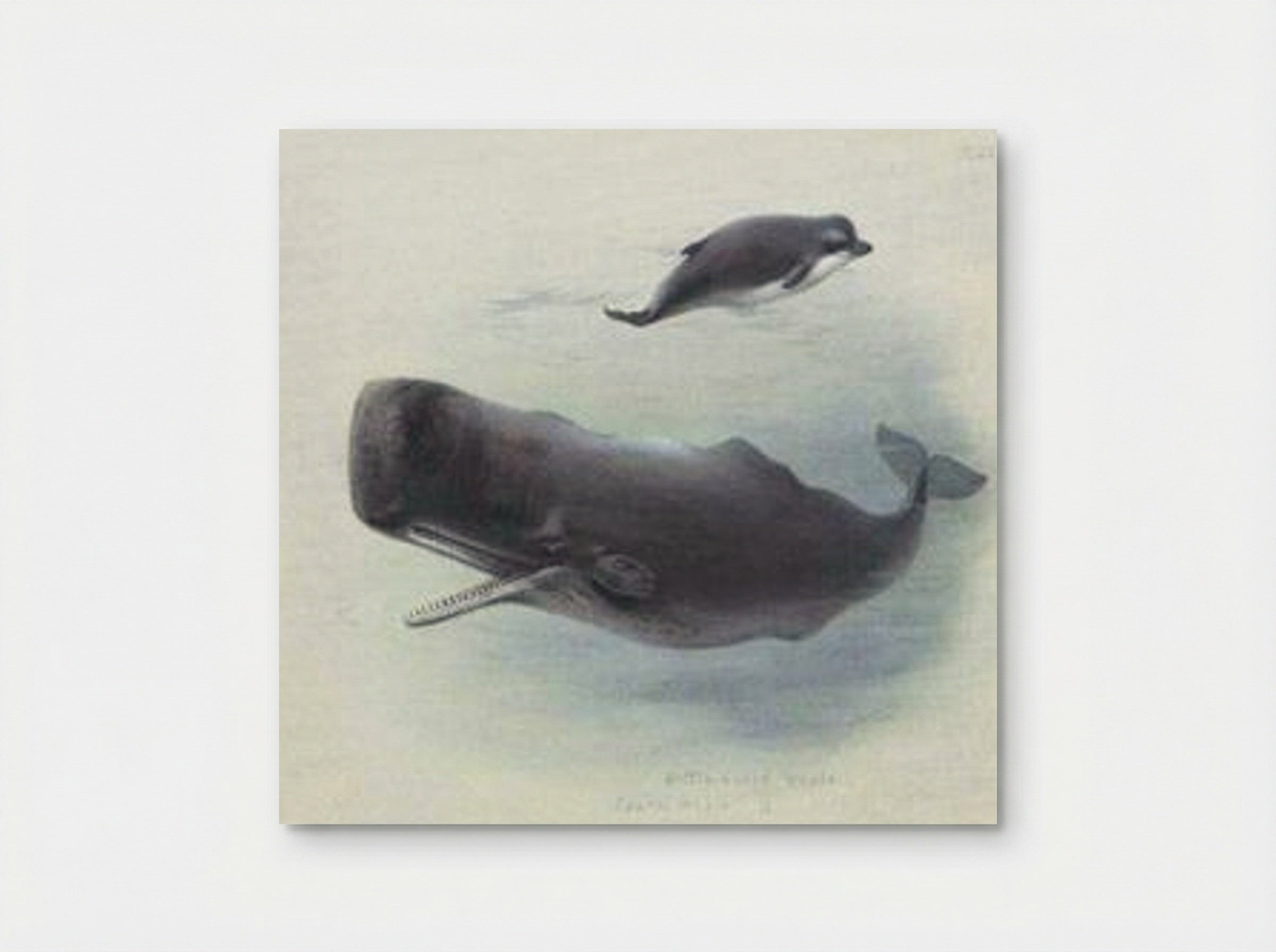 Sperm Whale and Bottlenose Whale - Archibald Thorburn - Poster