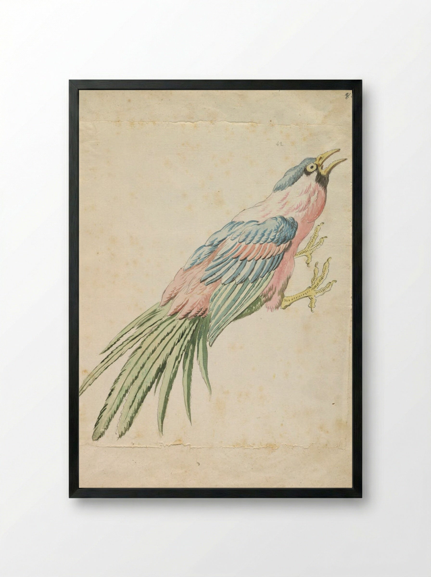 Squawking Bird with Talons Extended to the Right - Jean-Baptiste Oudry - Framed Print Black