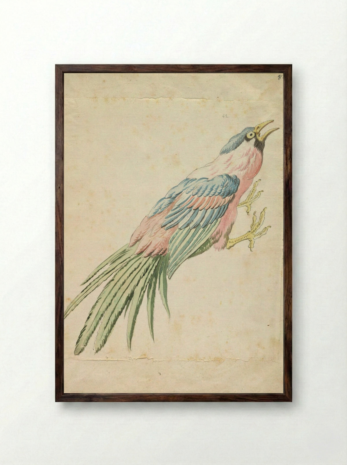 Squawking Bird with Talons Extended to the Right - Jean-Baptiste Oudry - Framed Print Dark Wood