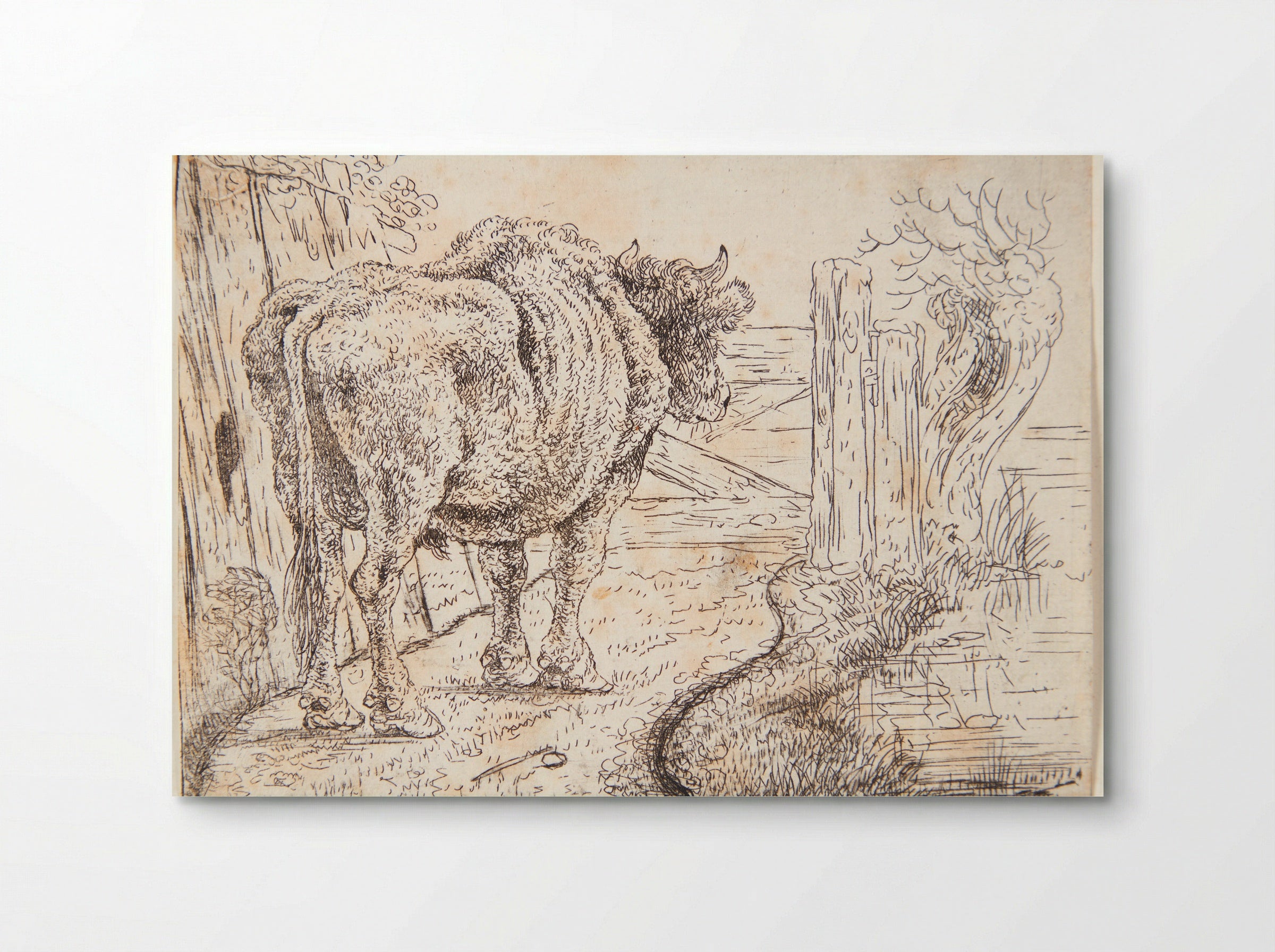Staande stier - Jan Jansz. den Uyl (II) - Poster
