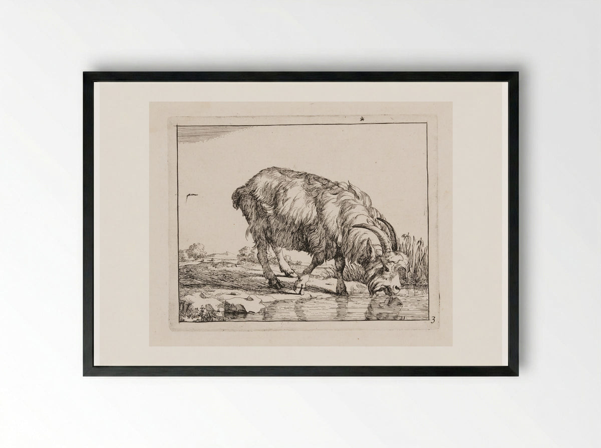 Standing Goat, Drinking from a Stream - Marcus de Bye - Framed Print Black