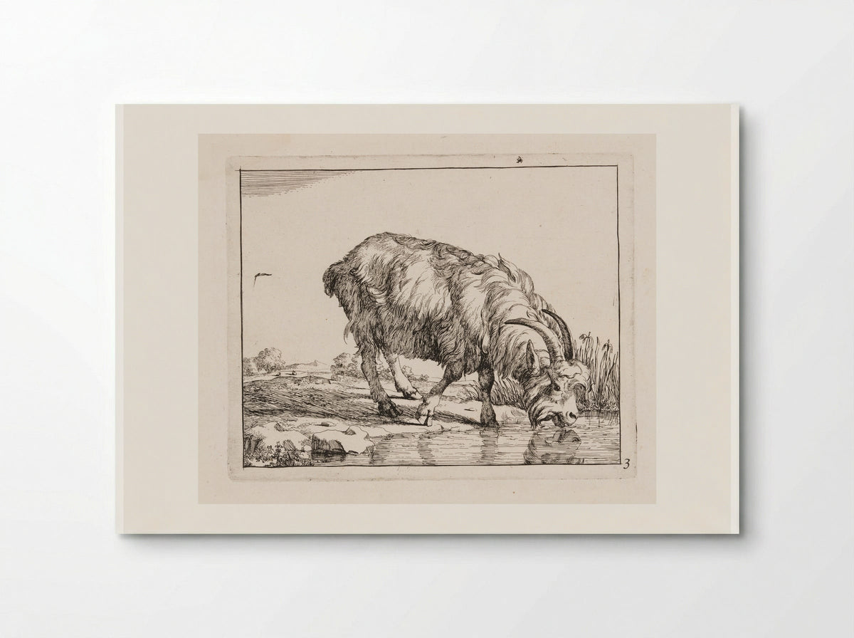 Standing Goat, Drinking from a Stream - Marcus de Bye - Poster