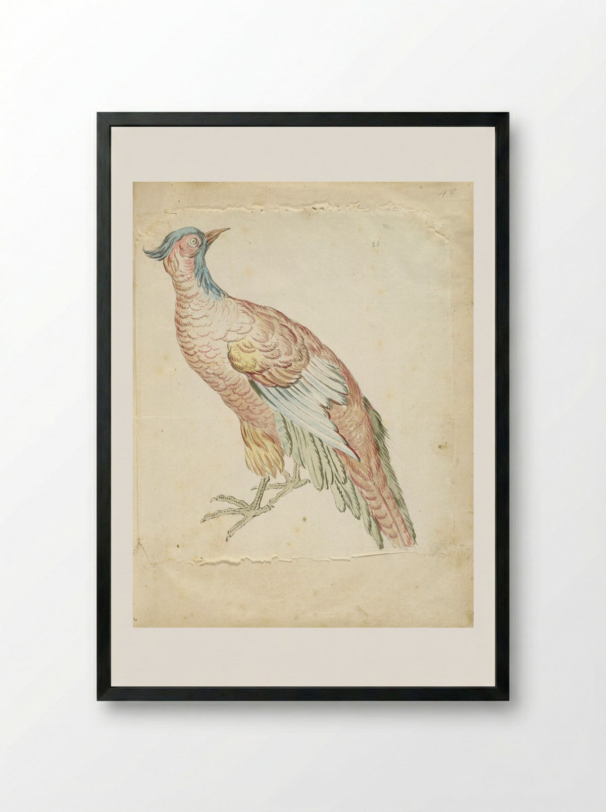 Standing Pheasant - Jean-Baptiste Oudry - Framed Print Black