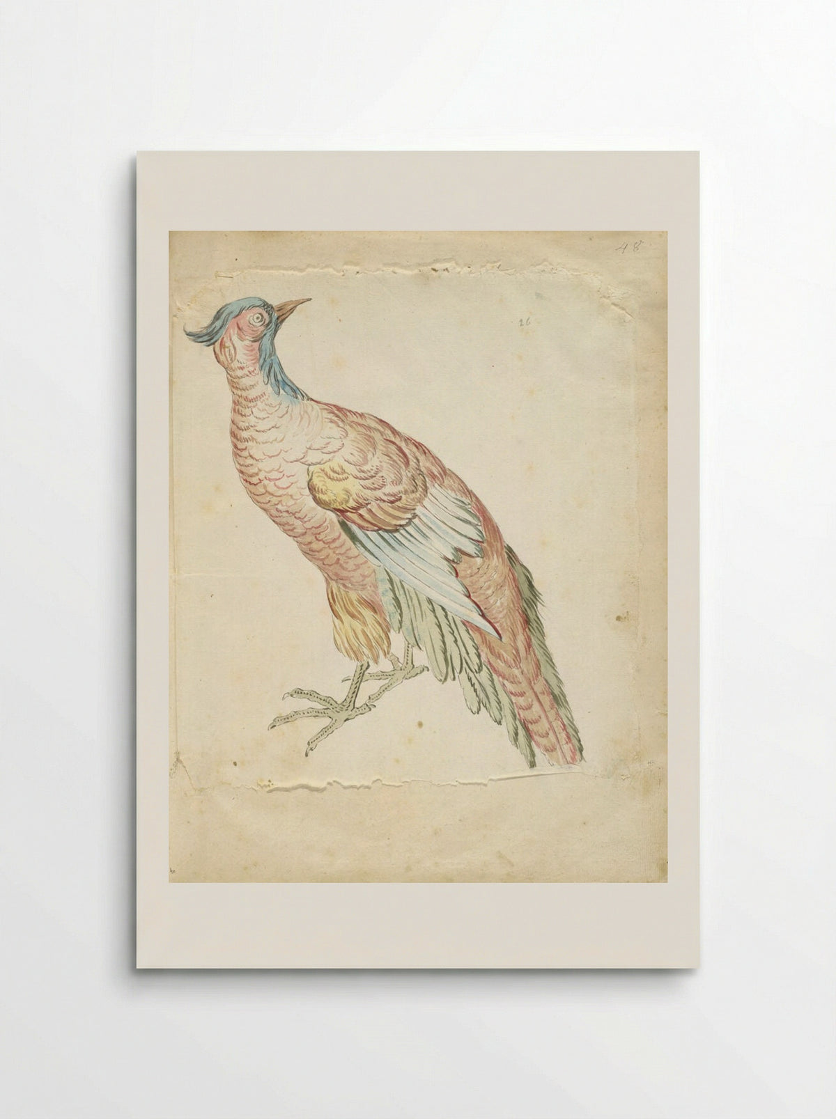 Standing Pheasant - Jean-Baptiste Oudry - Poster