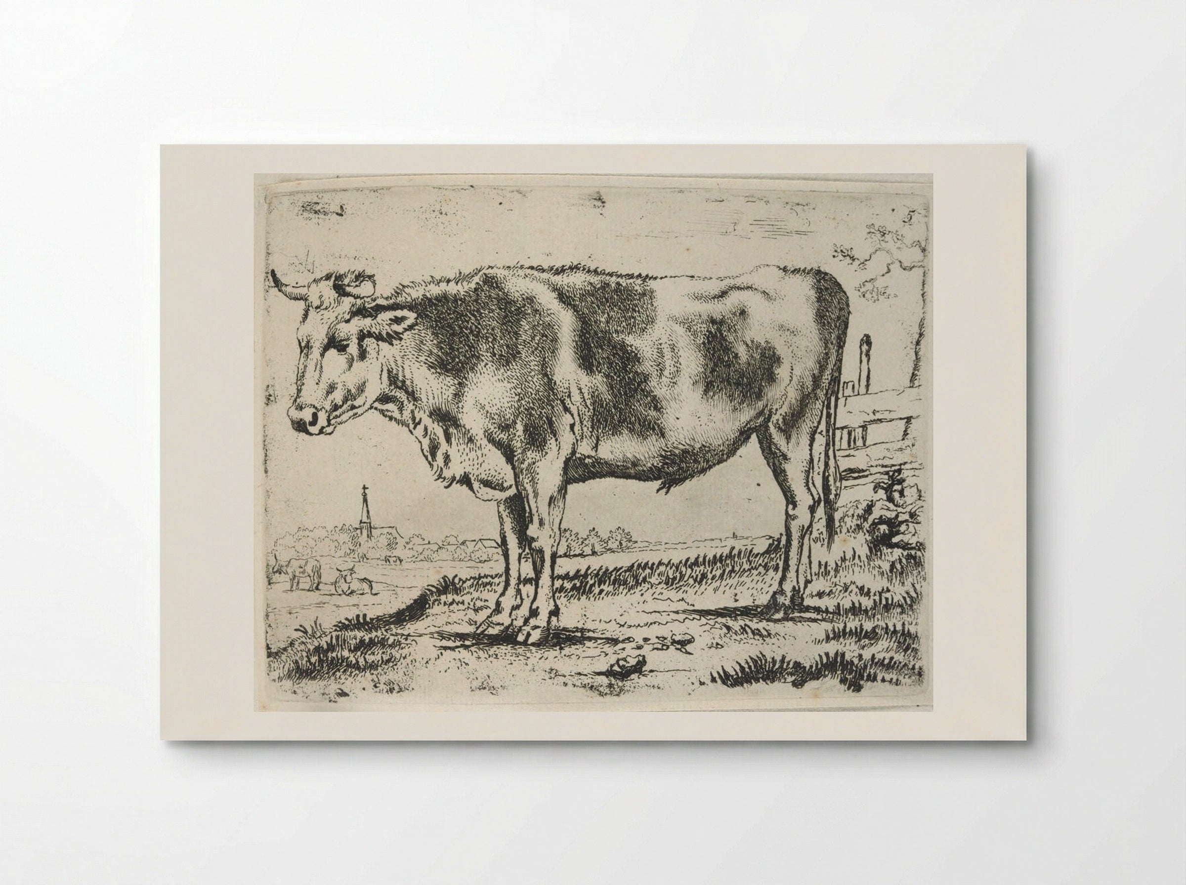 Standing Steer, Facing Left - Paulus Potter - Poster
