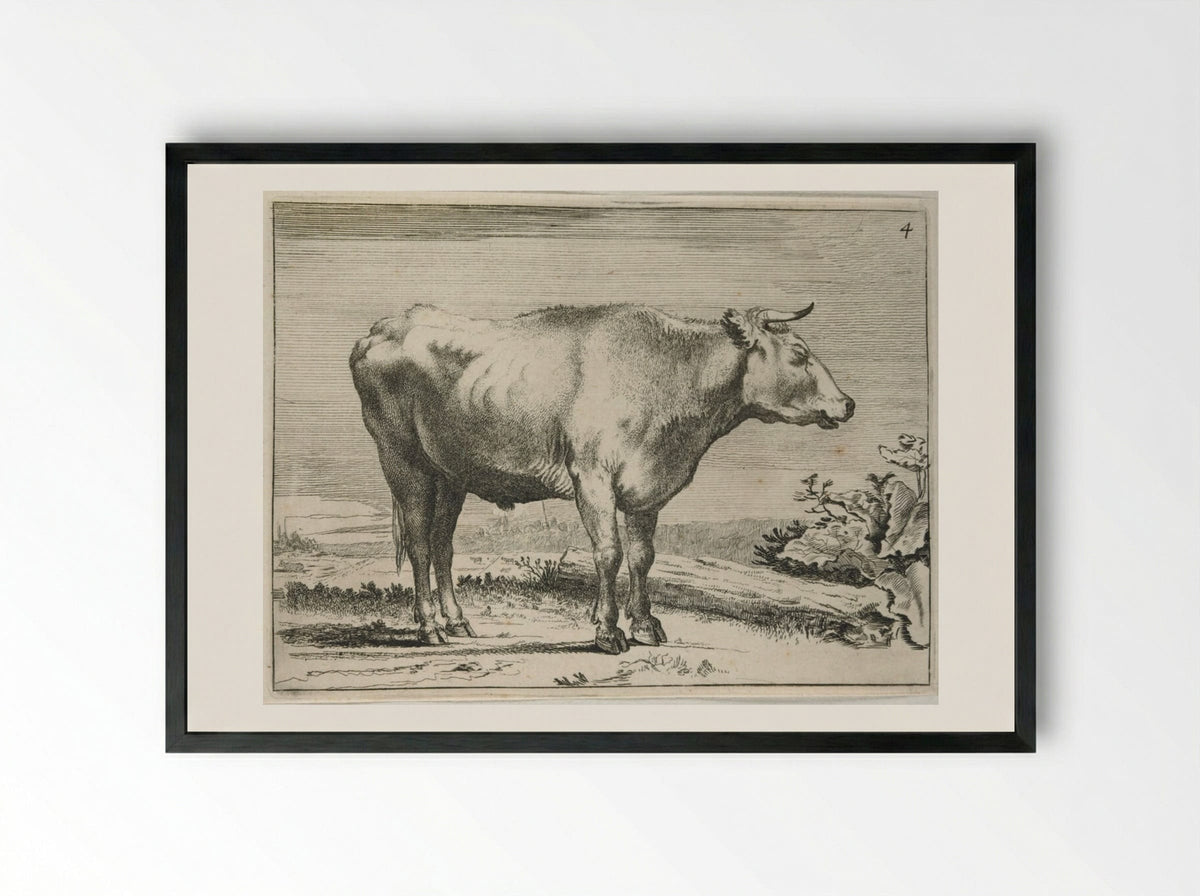 Standing Steer, Facing Right - Paulus Potter - Framed Print Black