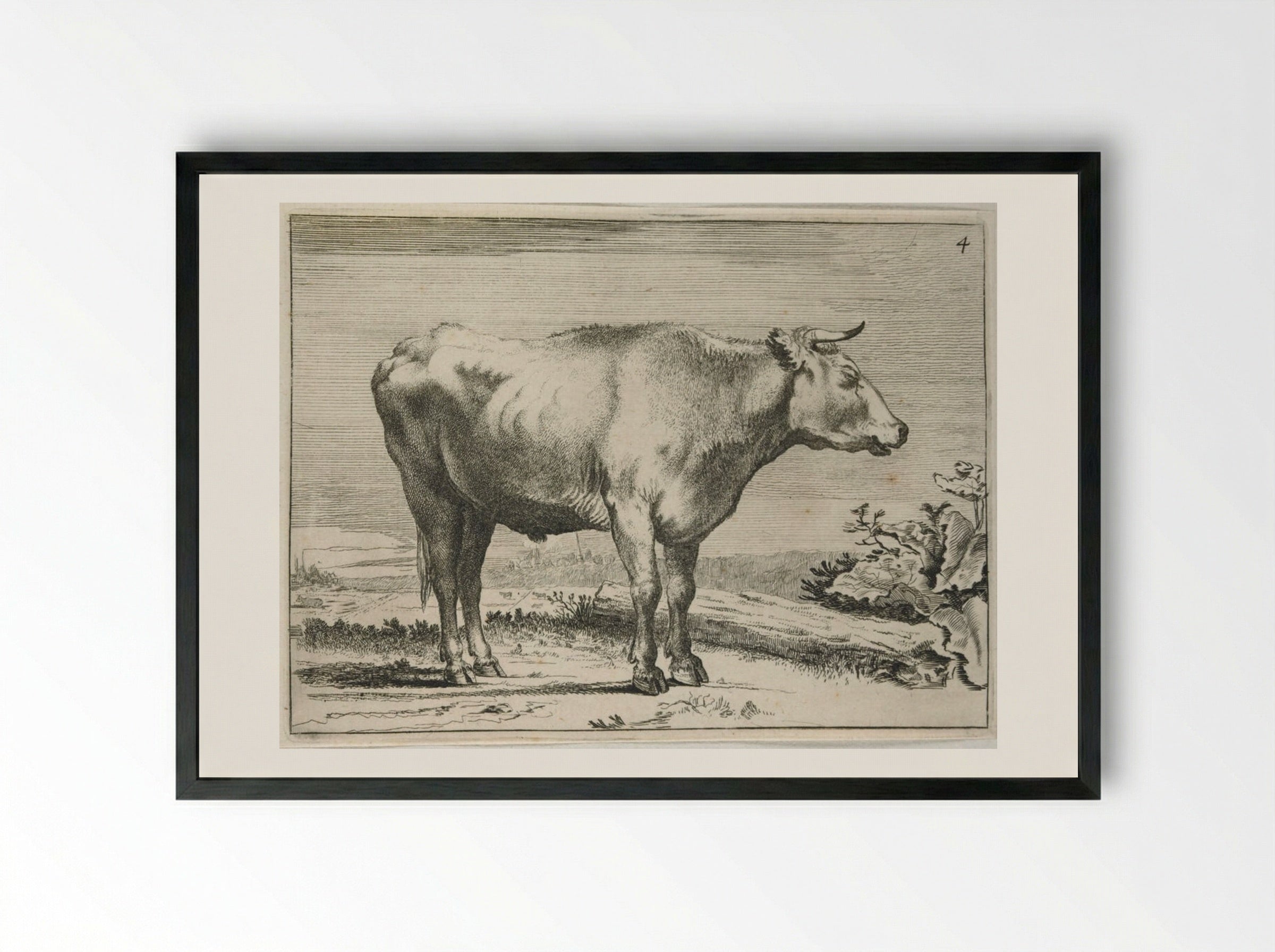 Standing Steer, Facing Right - Paulus Potter - Framed Print Black