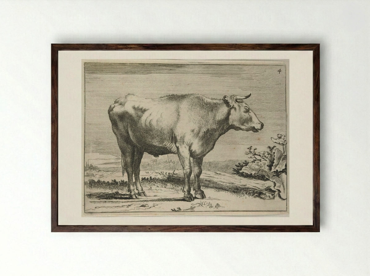 Standing Steer, Facing Right - Paulus Potter - Framed Print Dark Wood