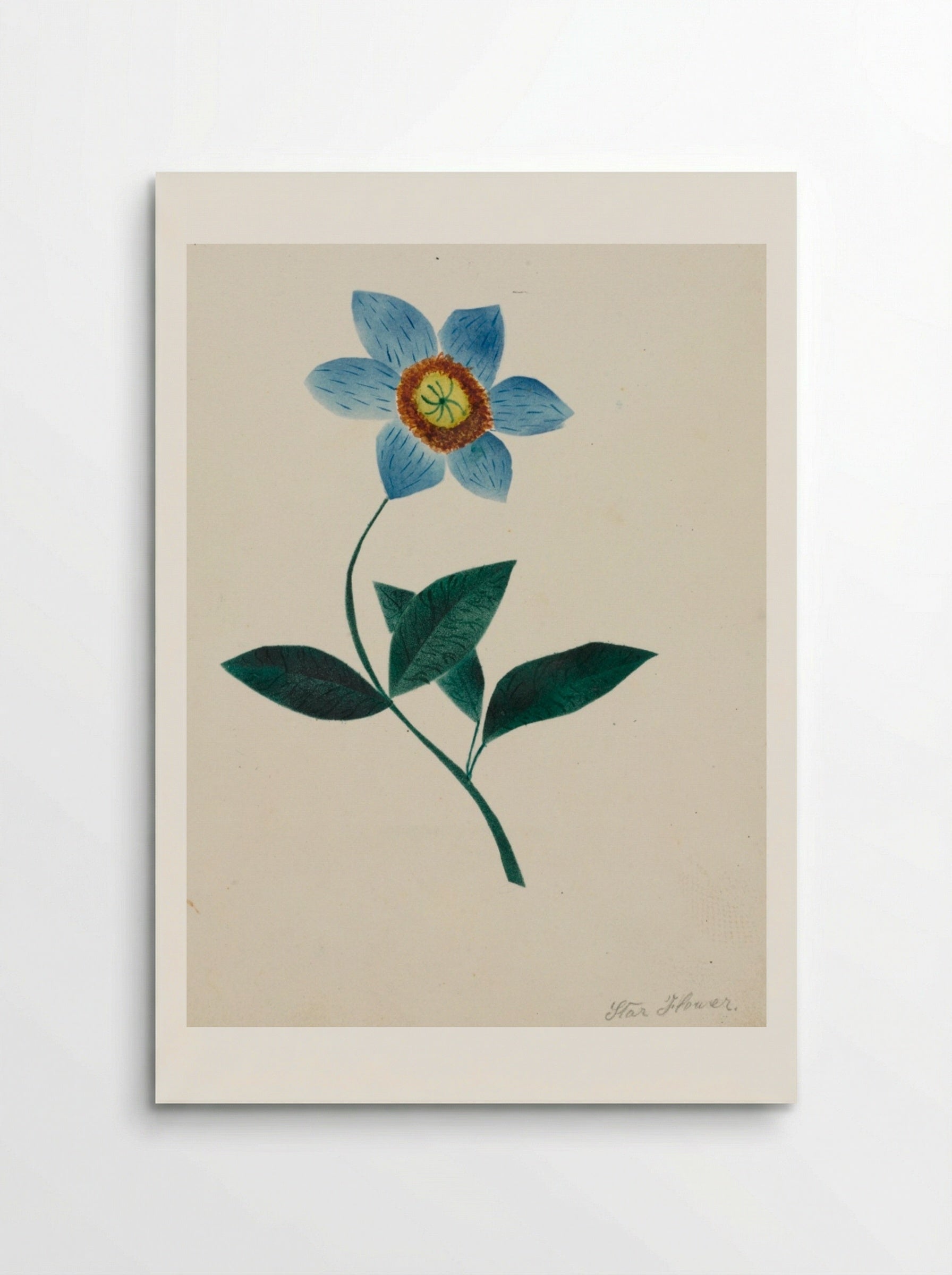 Star Flower - Mary Altha Nims - Poster