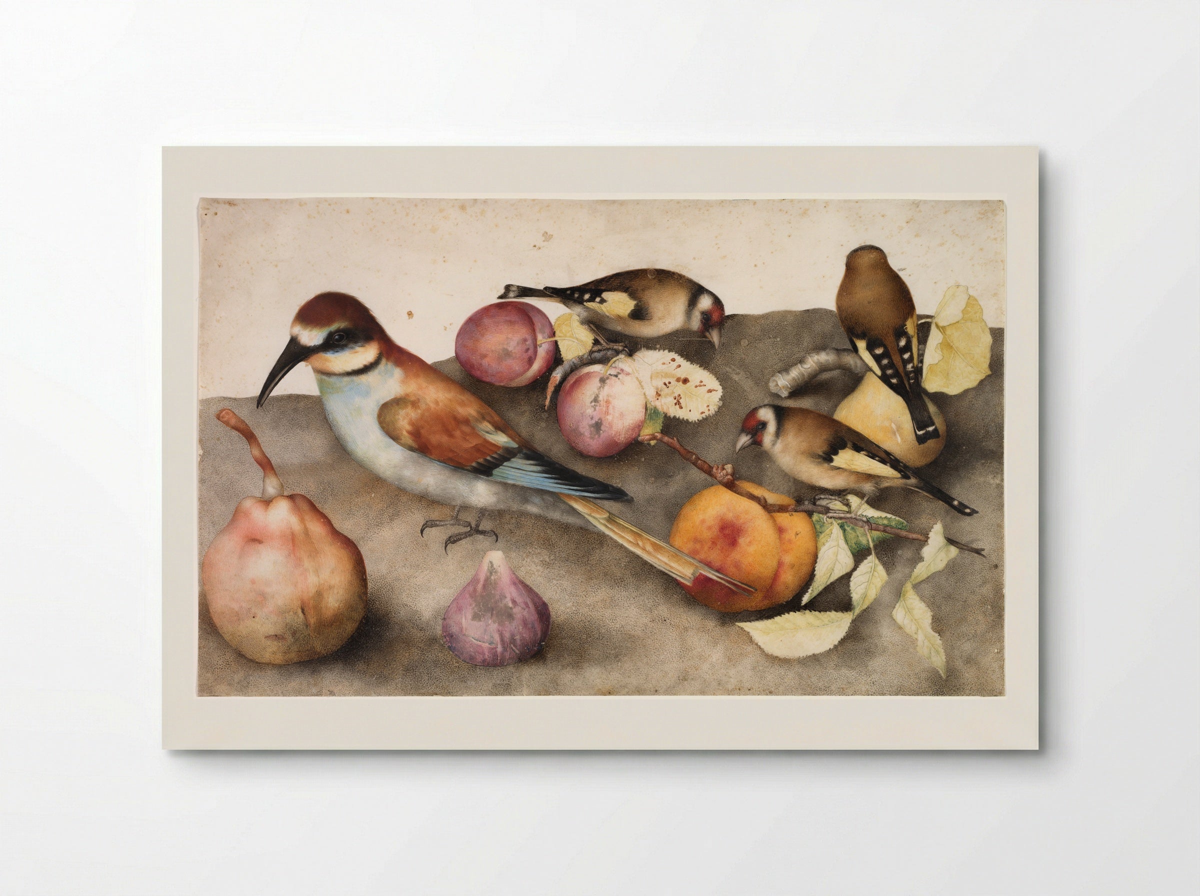Still Life with Birds and Fruit - Giovanna Garzoni - Poster