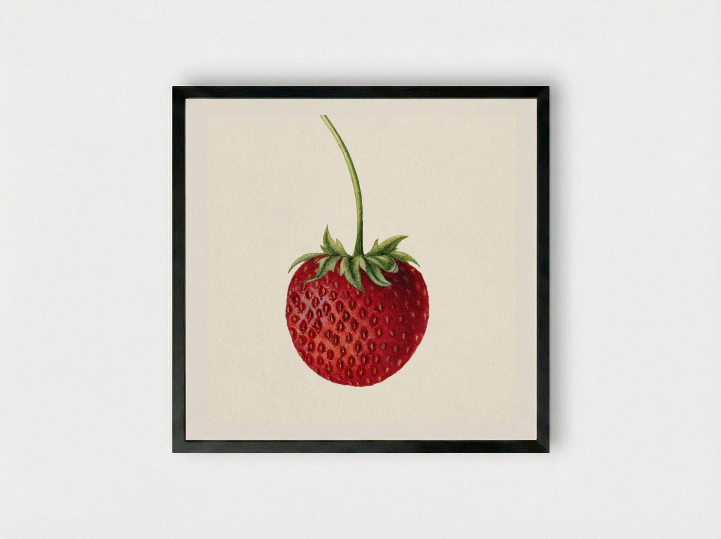 Strawberry (Fragaria) (1891) - Deborah Griscom Passmore - Framed Print Black