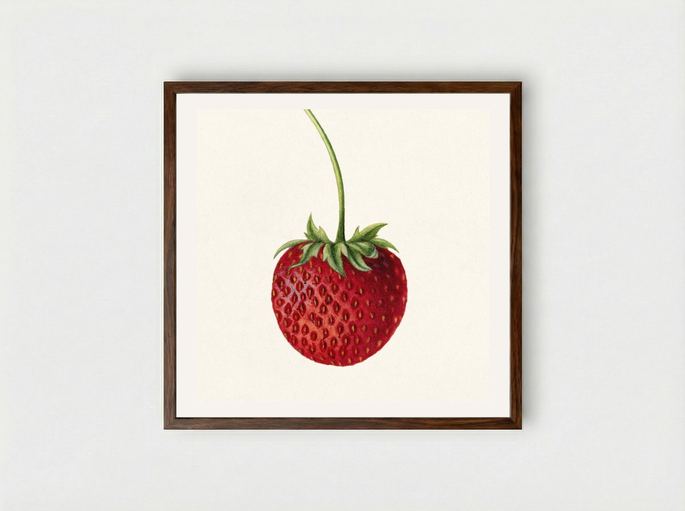 Strawberry (Fragaria) (1891) - Deborah Griscom Passmore - Framed Print Dark Wood