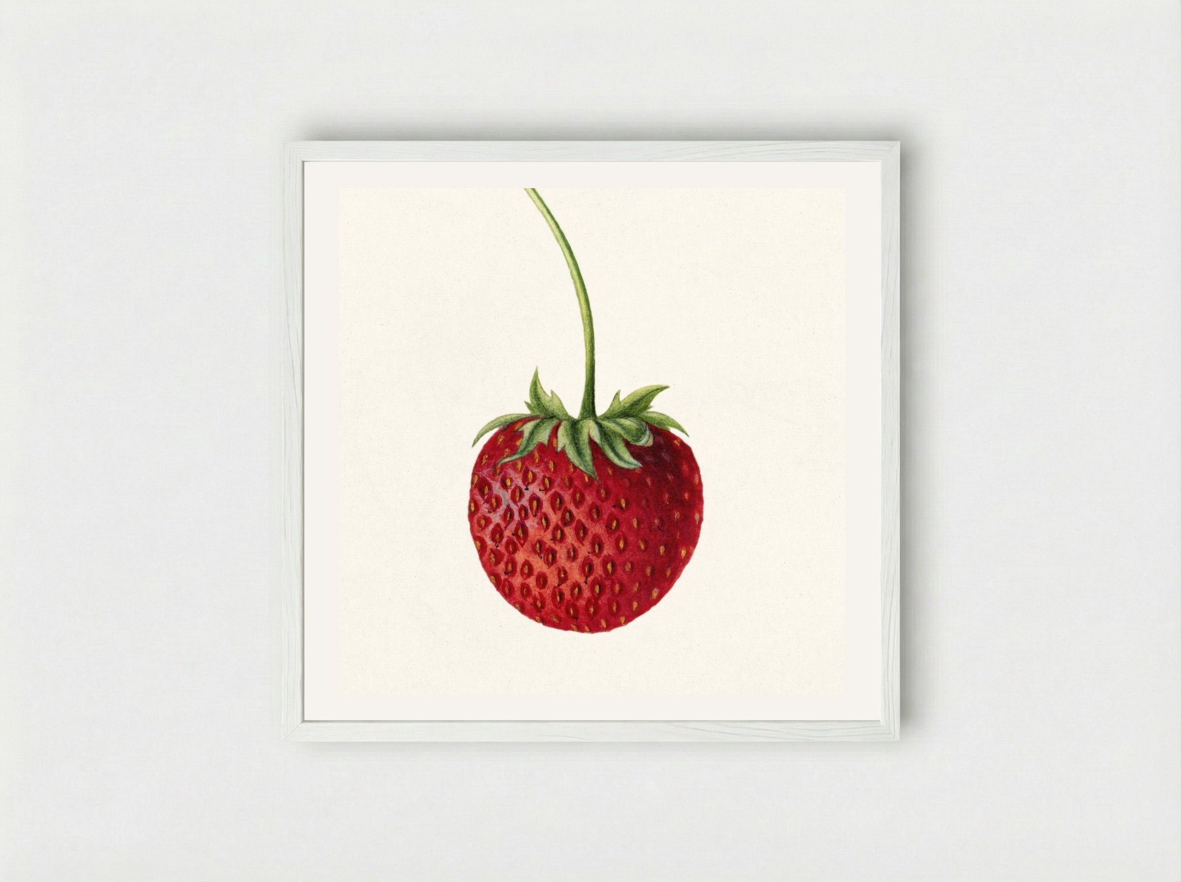 Strawberry (Fragaria) (1891) - Deborah Griscom Passmore - Framed Print White