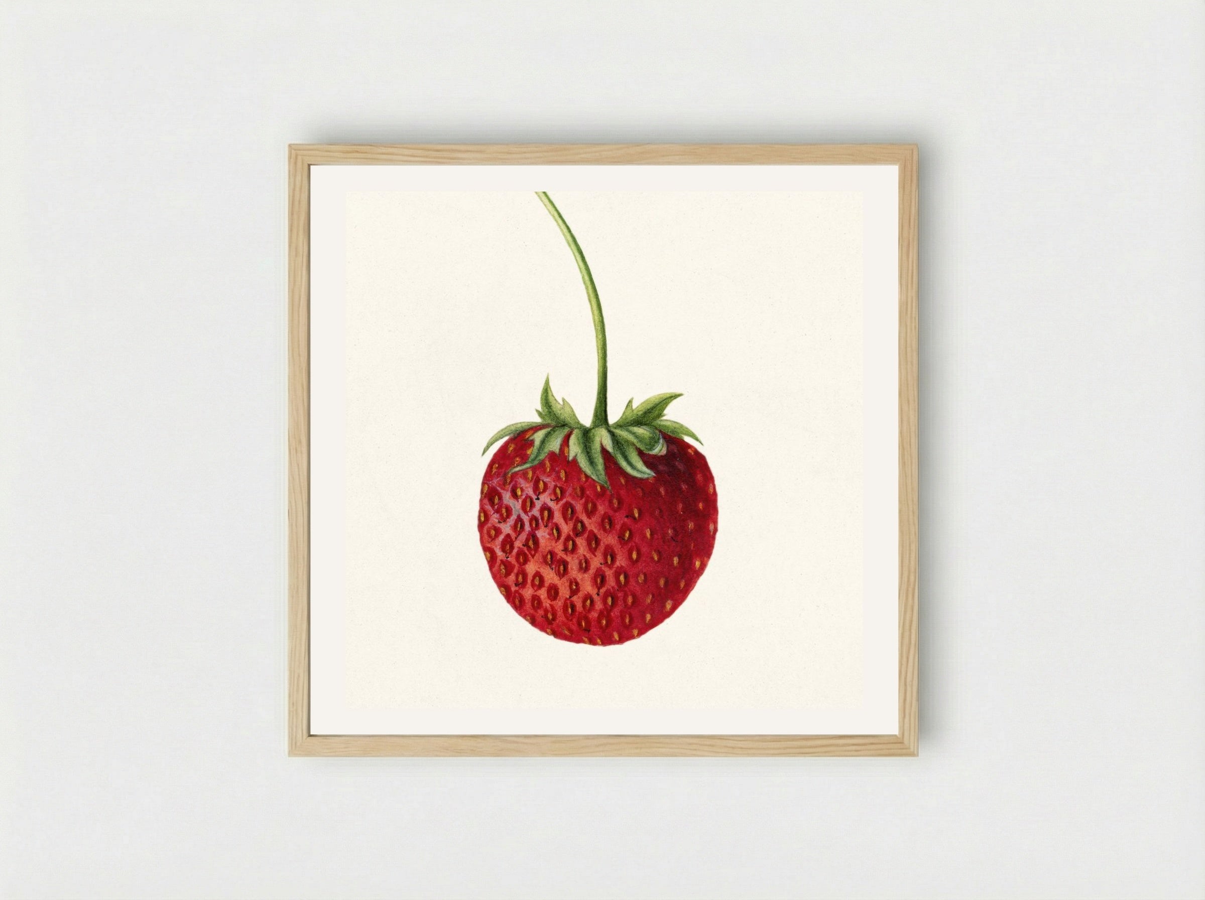 Strawberry (Fragaria) (1891) - Deborah Griscom Passmore - Framed Print Wood