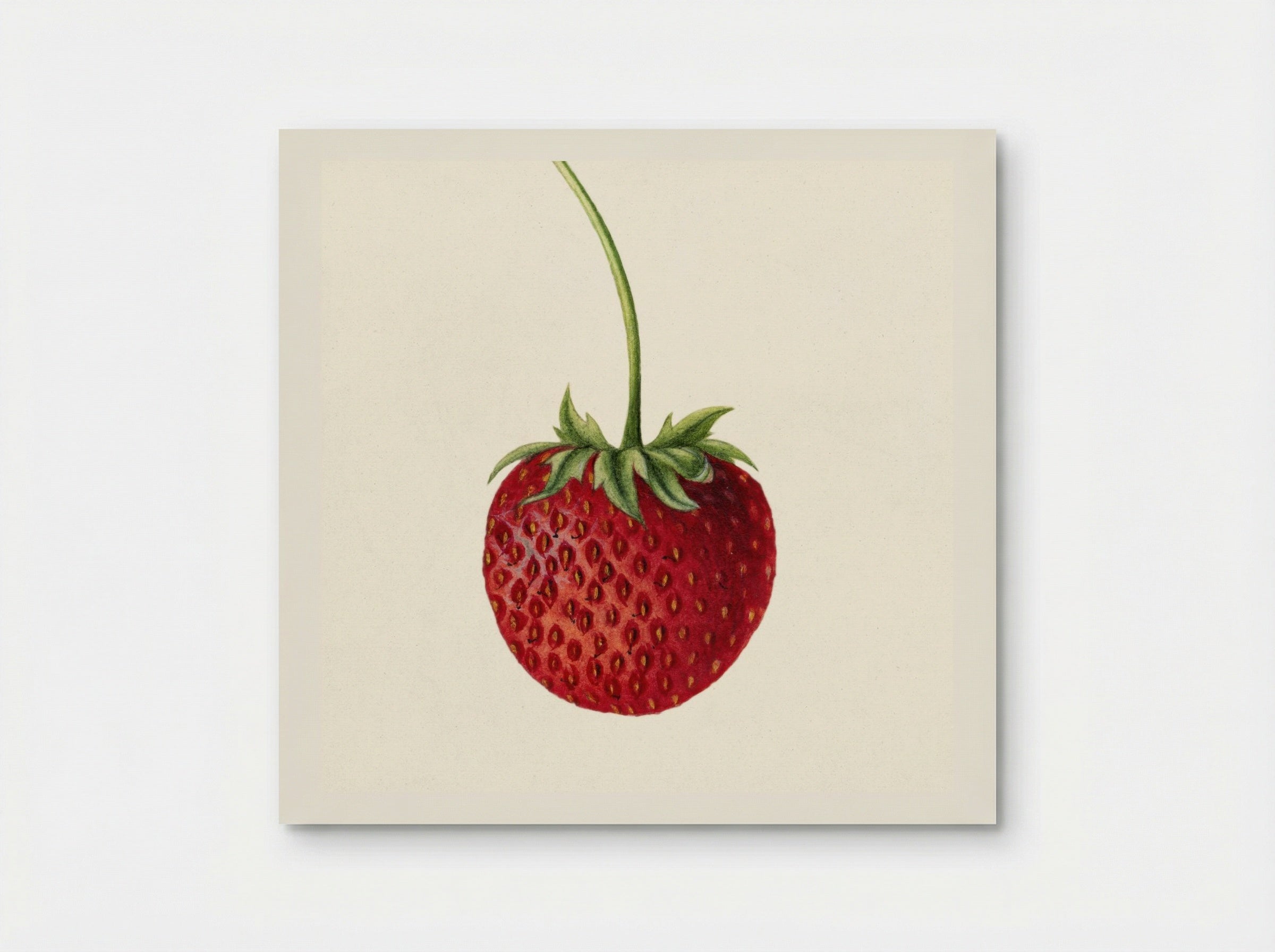 Strawberry (Fragaria) (1891) - Deborah Griscom Passmore - Poster