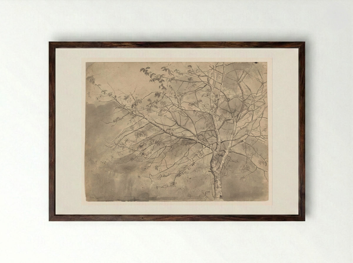 Studie van een olm - Coba Steenhoff - Framed Print Dark Wood