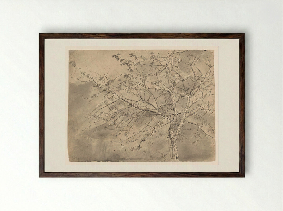 Studie van een olm - Coba Steenhoff - Framed Print Dark Wood