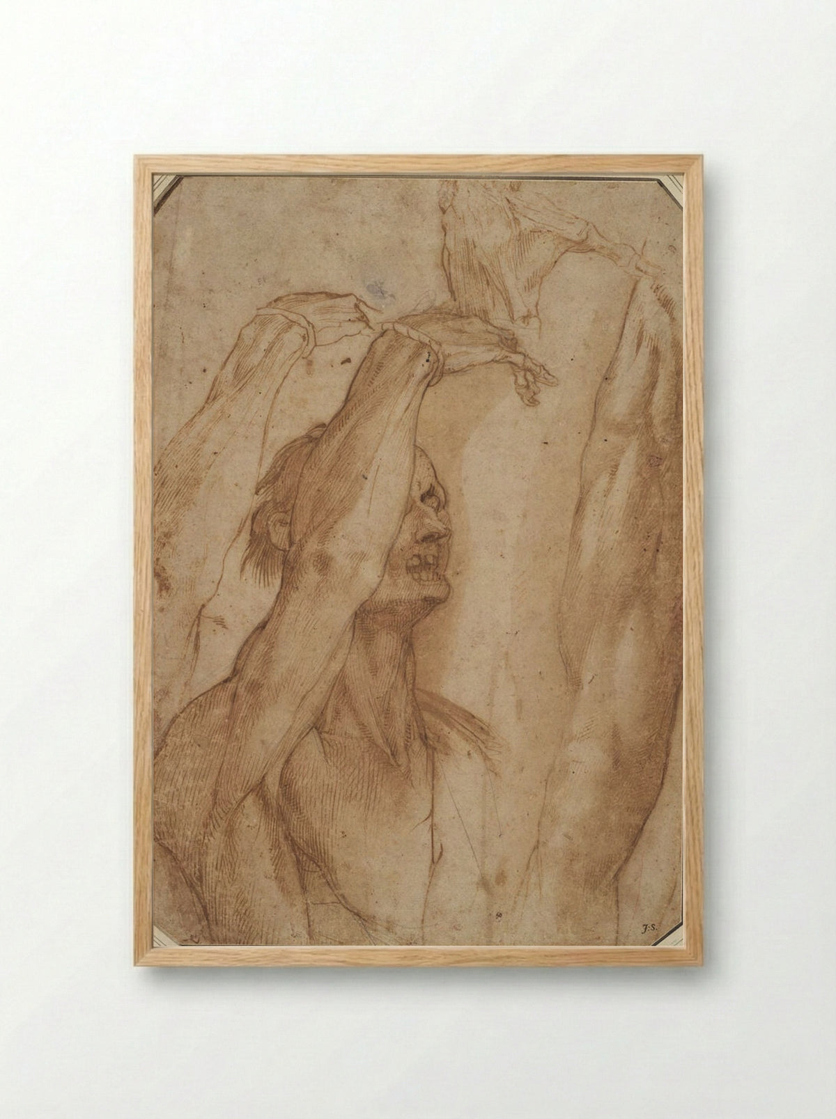 Studies from a Suspended Cadaver: Arm, Hand and Leg - Jacopo Ligozzi - Framed Print Wood