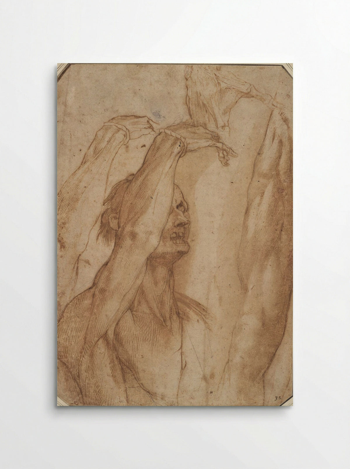 Studies from a Suspended Cadaver: Arm, Hand and Leg - Jacopo Ligozzi - Poster