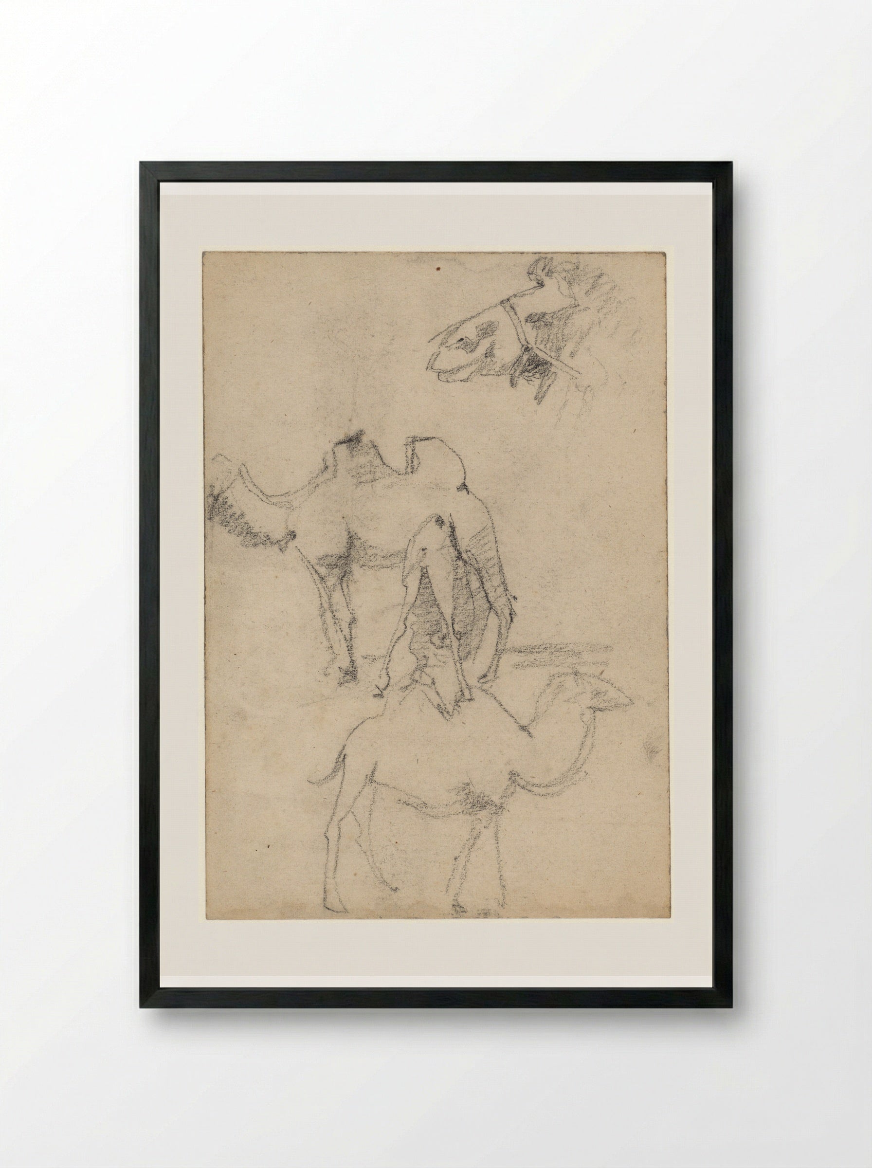 Studies of Camels - Theo Nieuwenhuis - Framed Print Black