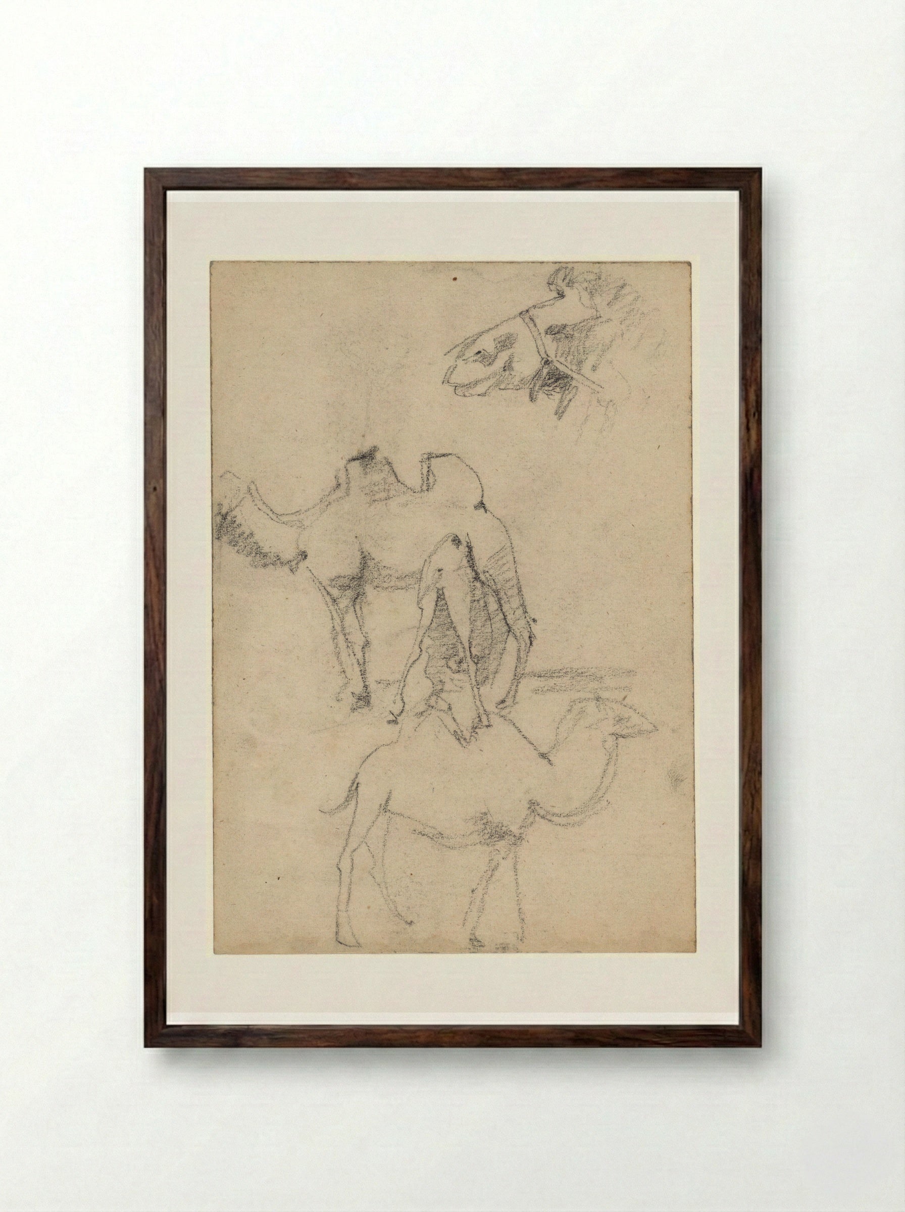 Studies of Camels - Theo Nieuwenhuis - Framed Print Dark Wood