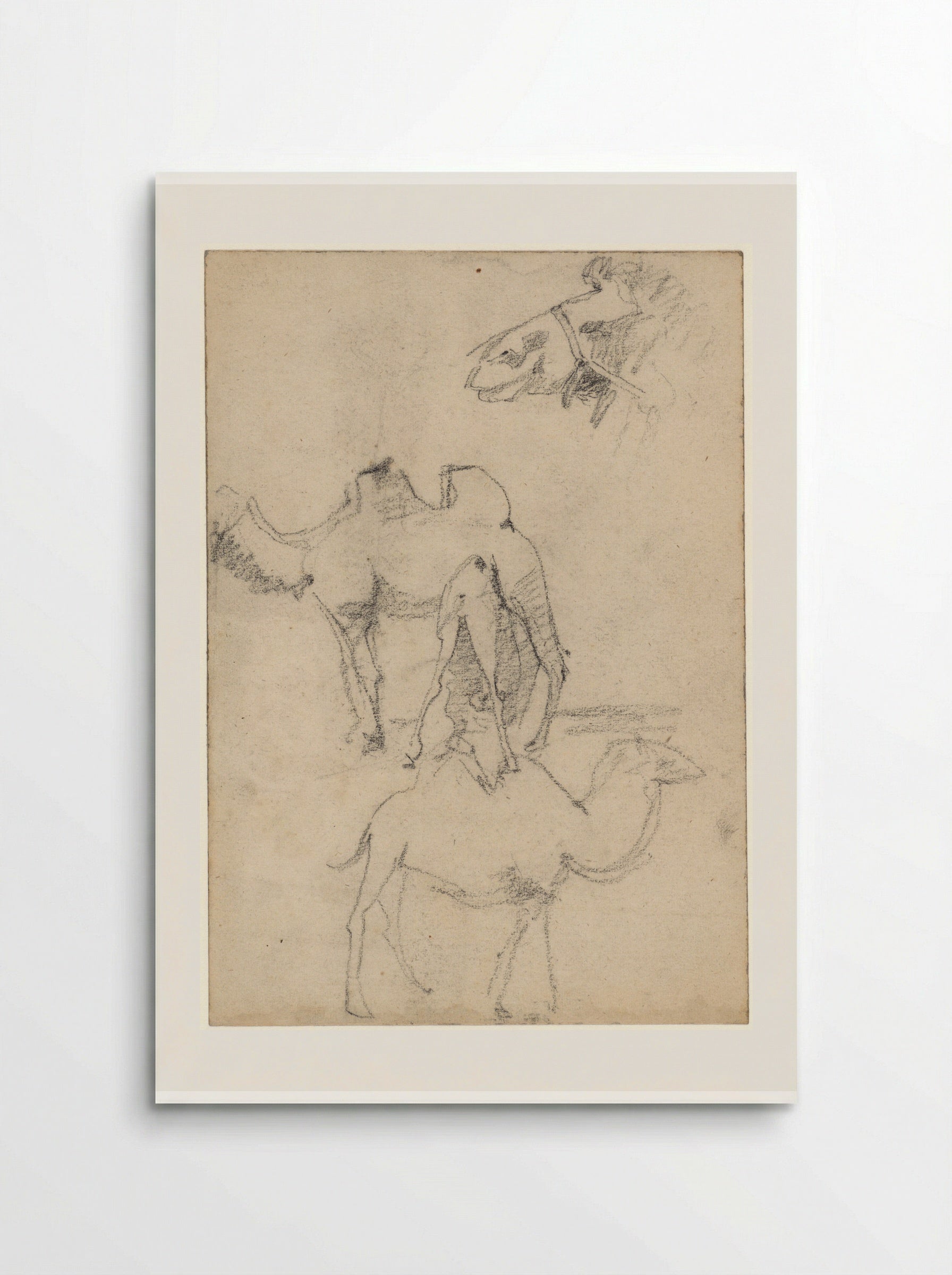 Studies of Camels - Theo Nieuwenhuis - Poster