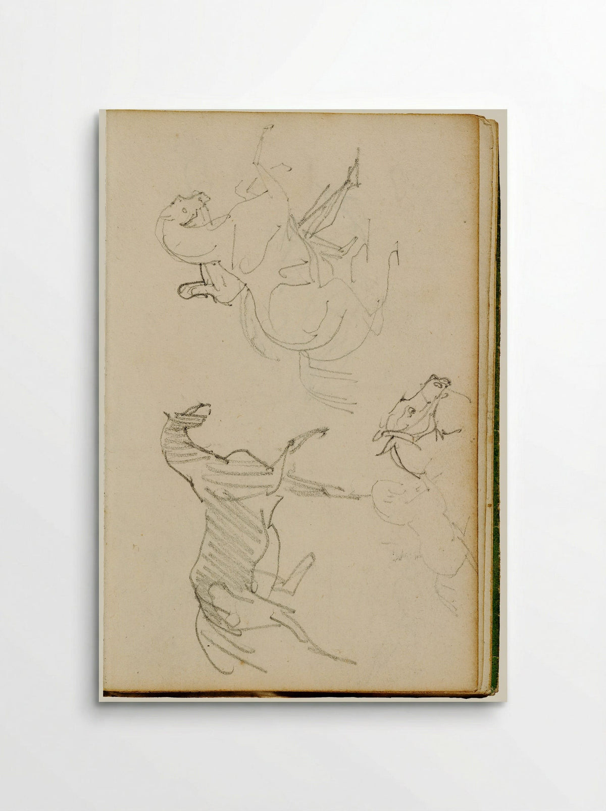 Studies of a Cat - Théodore Géricault - Poster