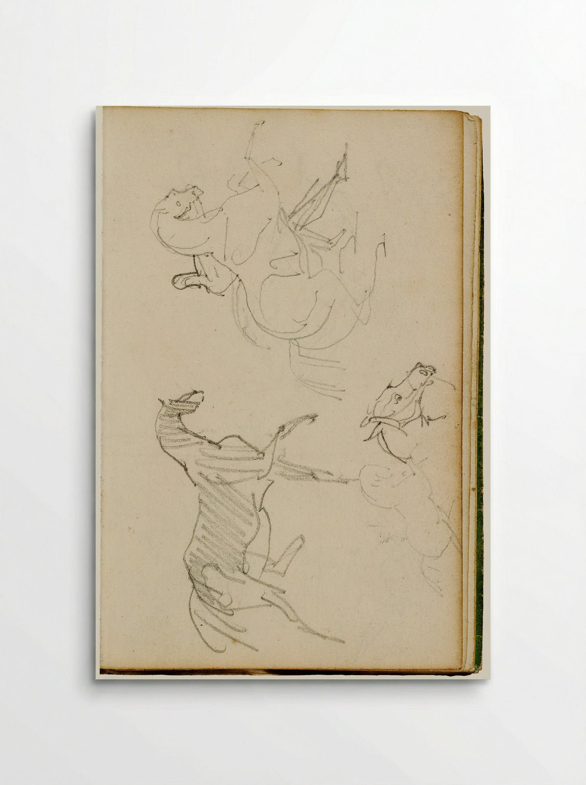 Studies of a Cat - Théodore Géricault - Poster