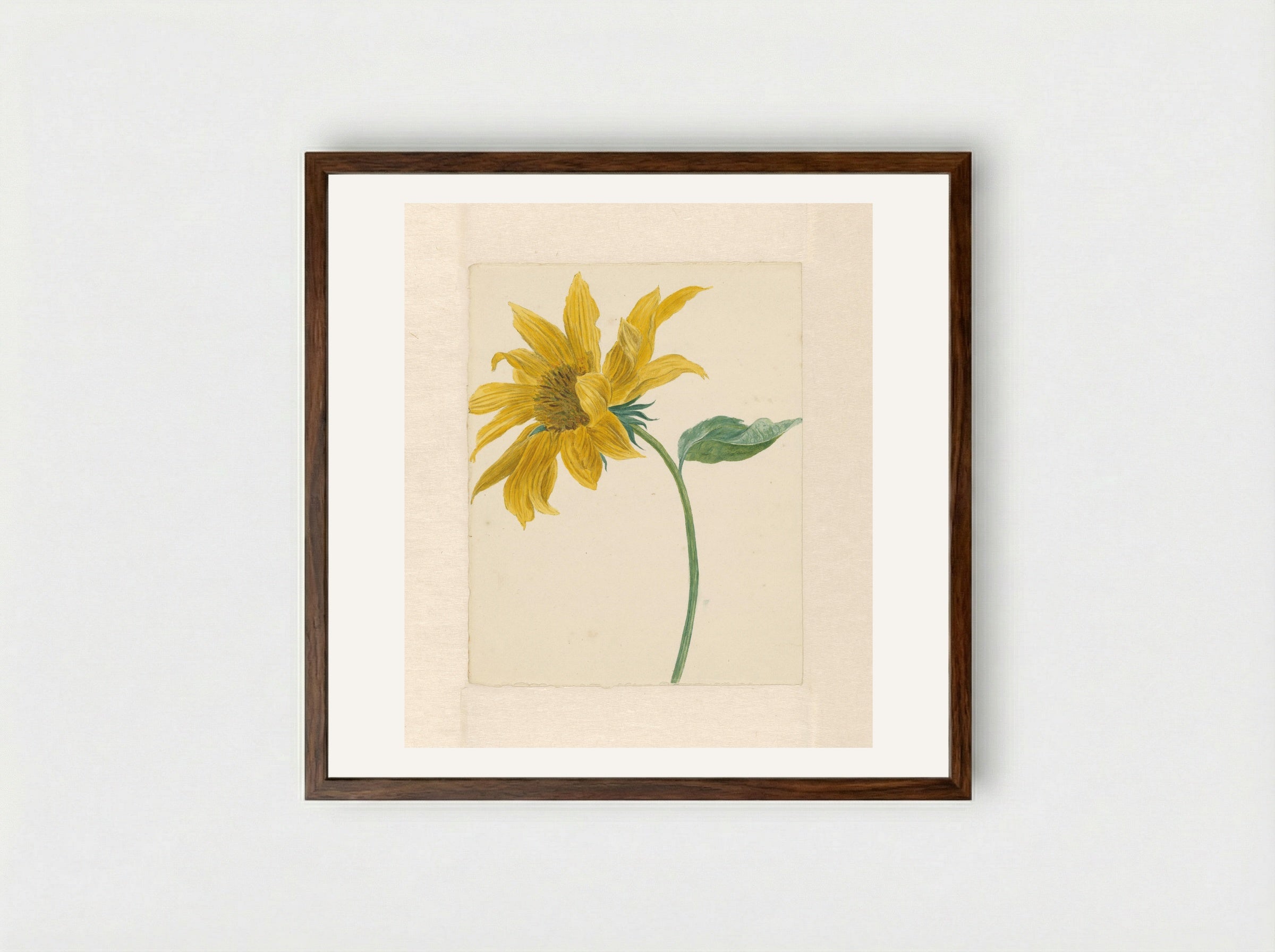 Tak met een zonnebloem - Michiel van Huysum - Framed Print Dark Wood