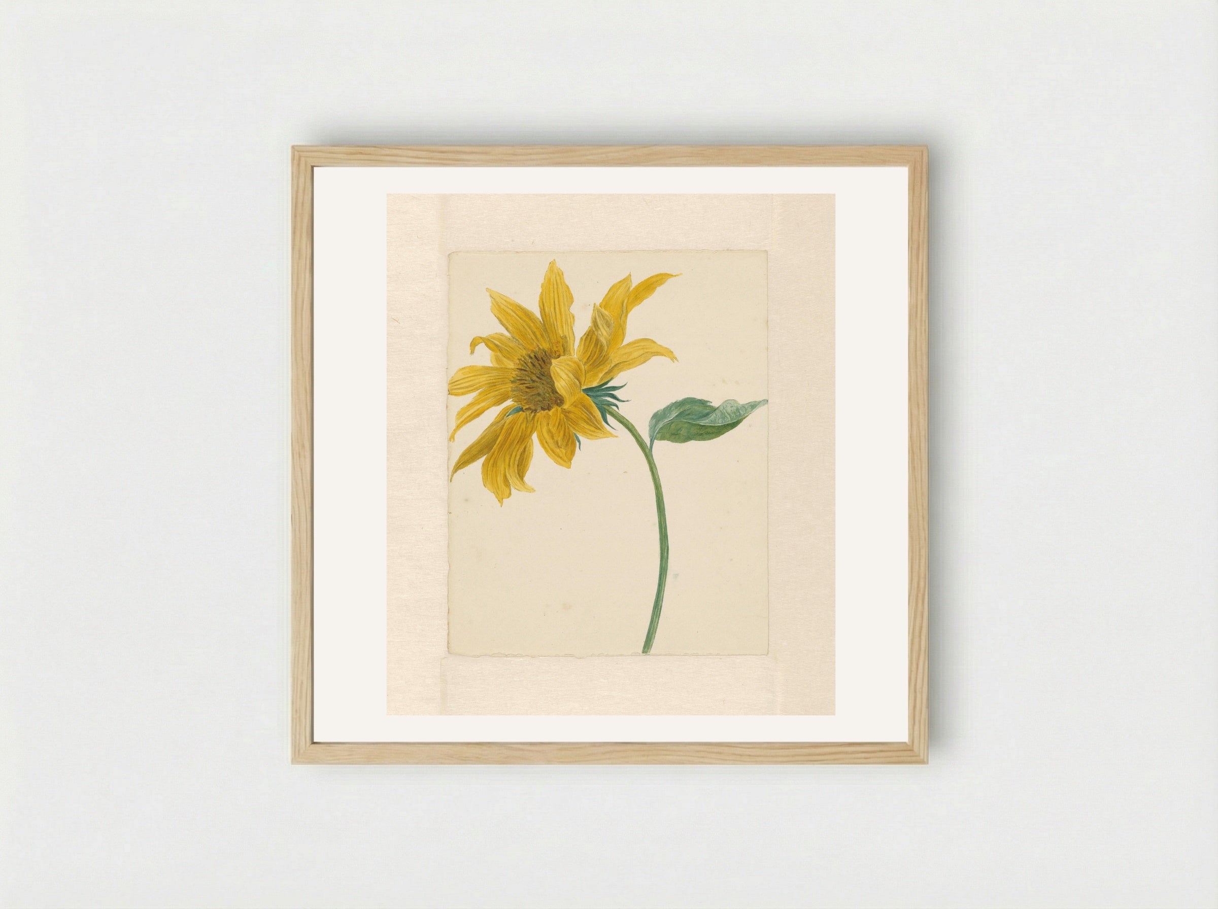 Tak met een zonnebloem - Michiel van Huysum - Framed Print Wood