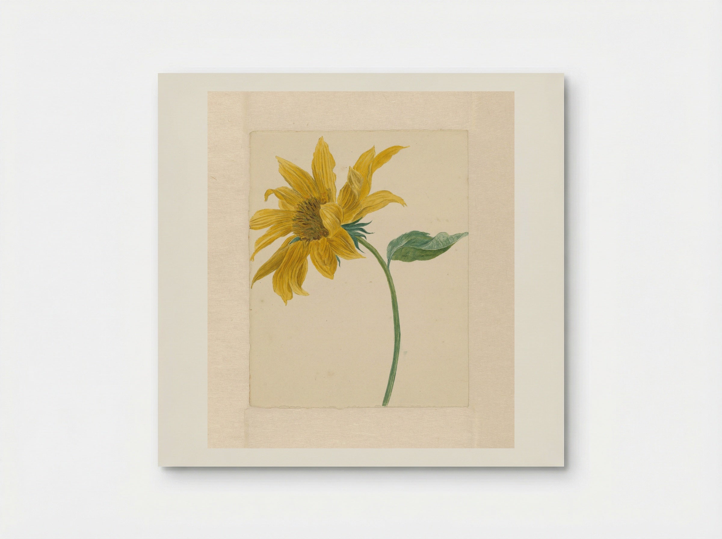 Tak met een zonnebloem - Michiel van Huysum - Poster