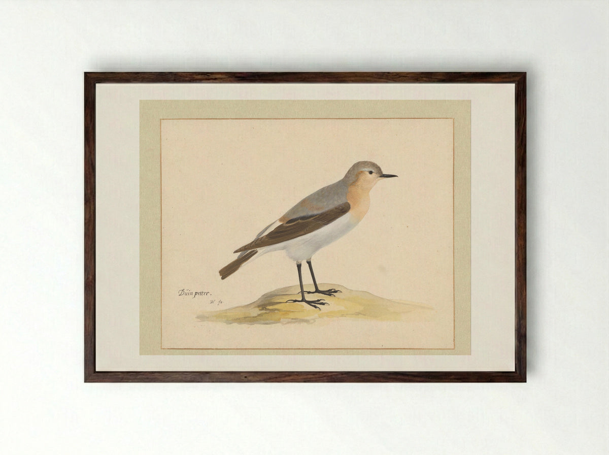 Tapuit (Northern Wheatear) - Pieter Holsteyn (I) - Framed Print Dark Wood