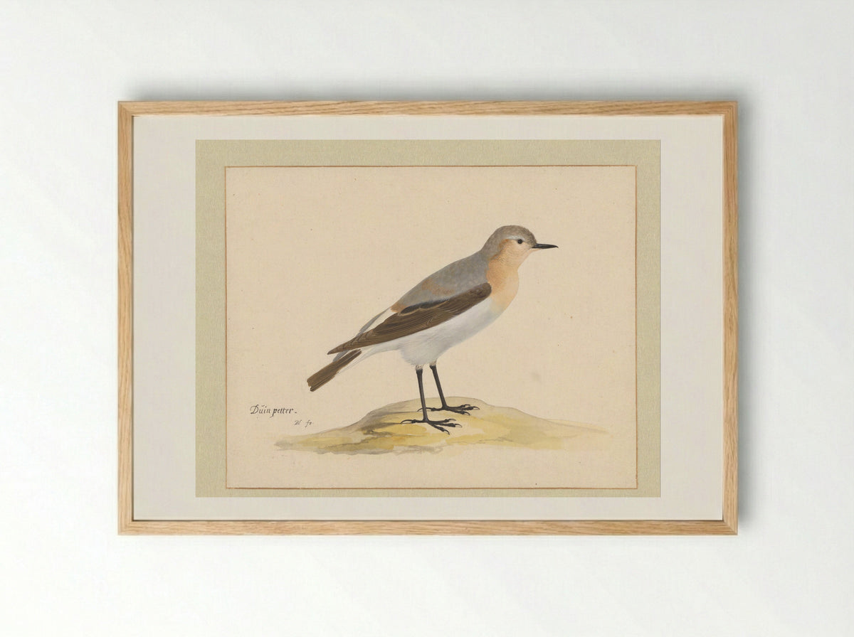 Tapuit (Northern Wheatear) - Pieter Holsteyn (I) - Framed Print Wood