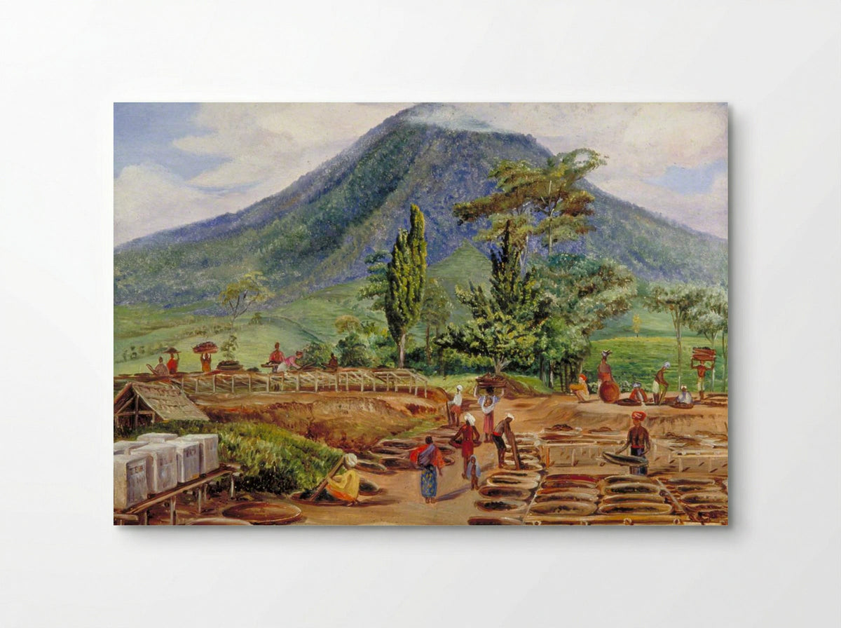 Tea-Drying in Mr Hölle's Establishment, Java - Marianne North - Poster
